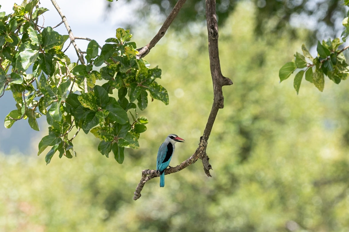 Woodland Kingfisher