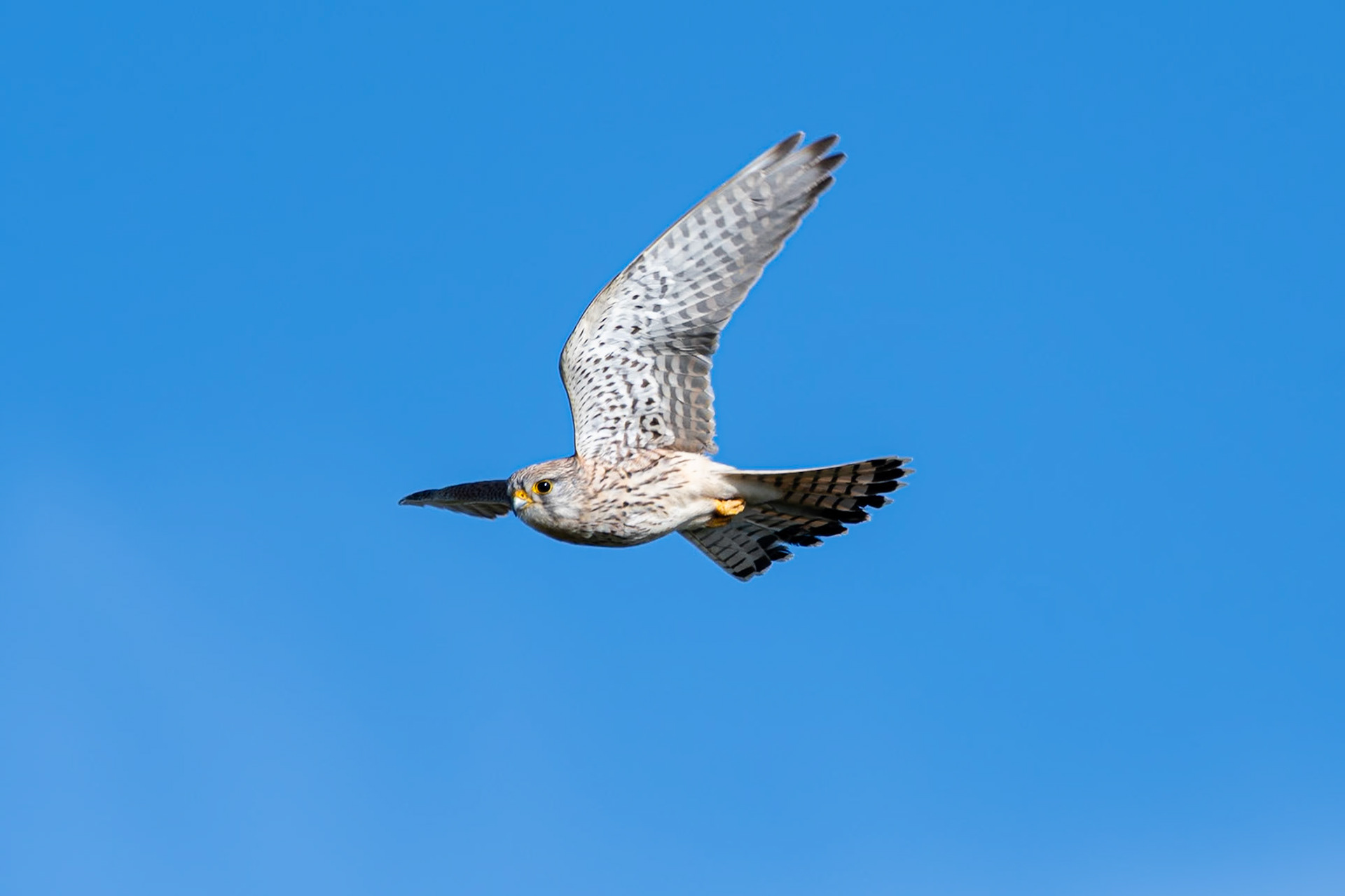 Kestrel