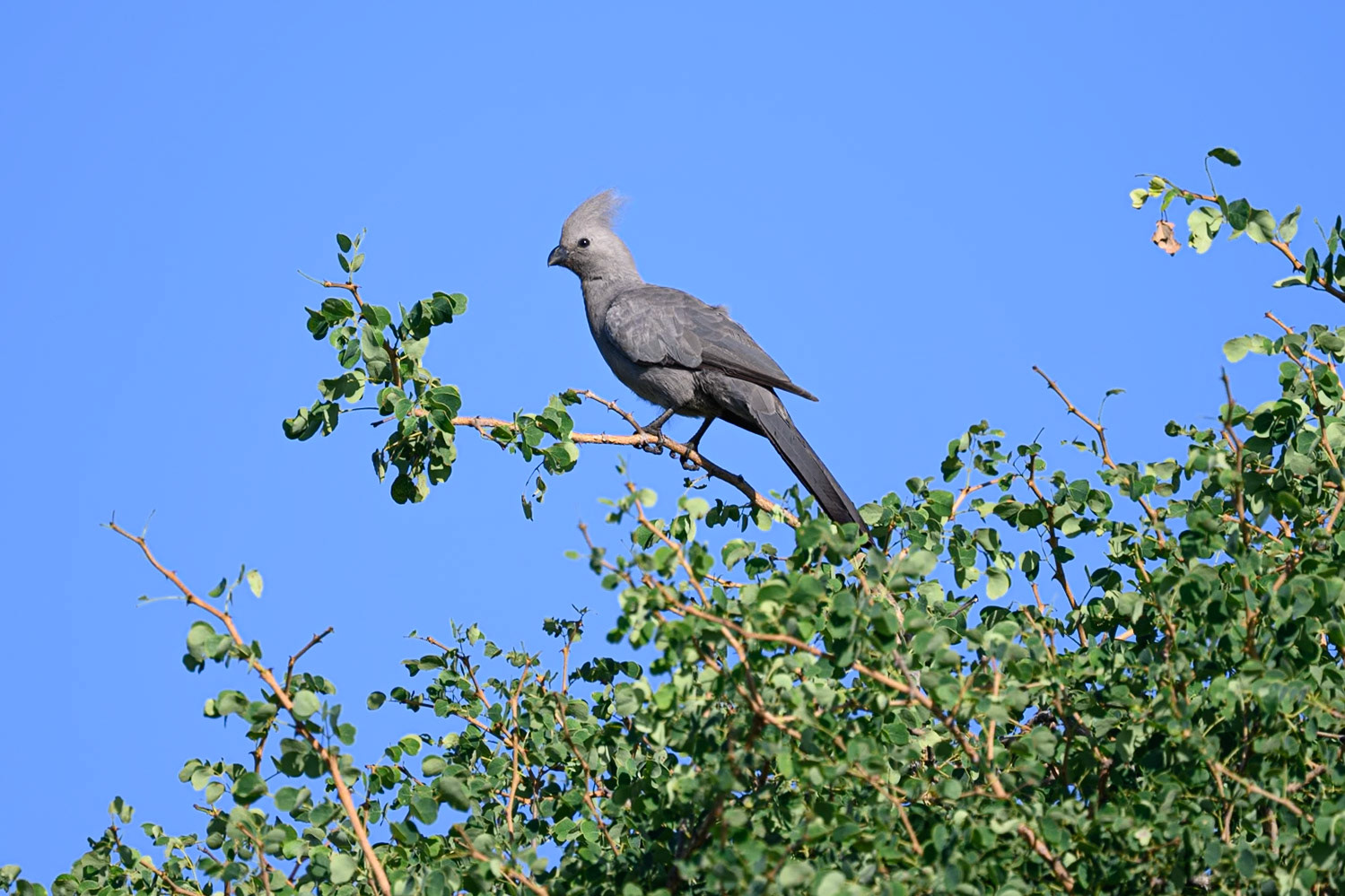 Grey Go-away-bird