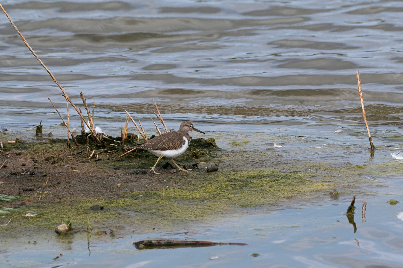 Common Sandpiper
