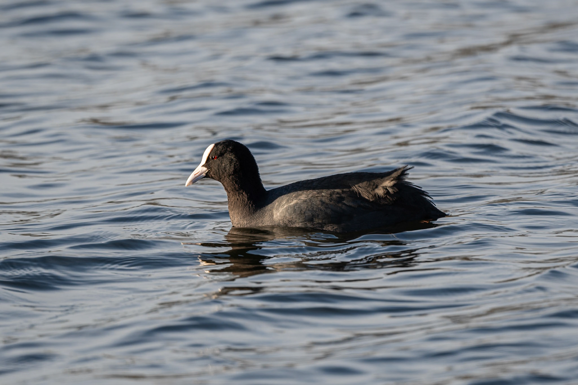 Coot