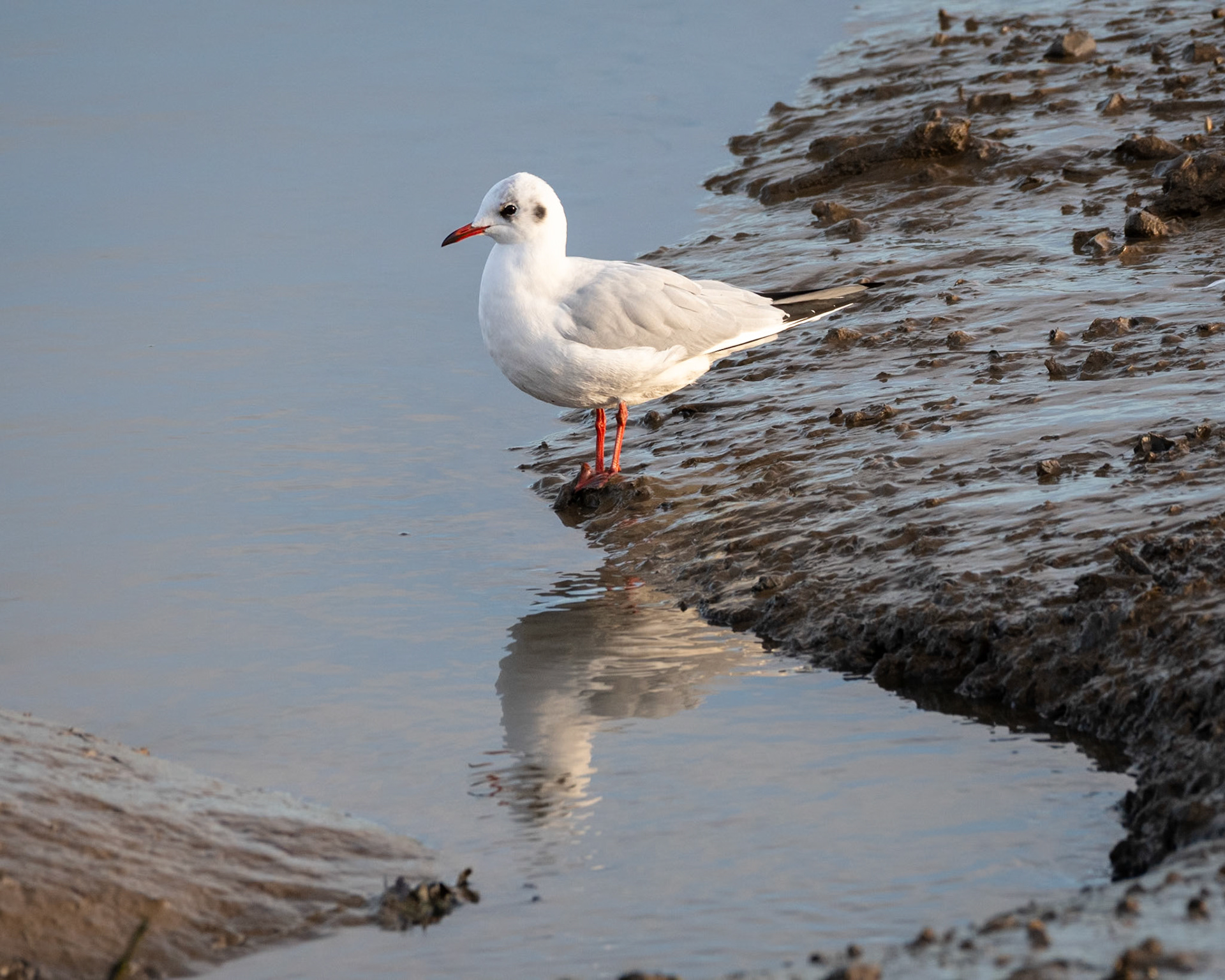 Black-headed Gull (winter plumage)