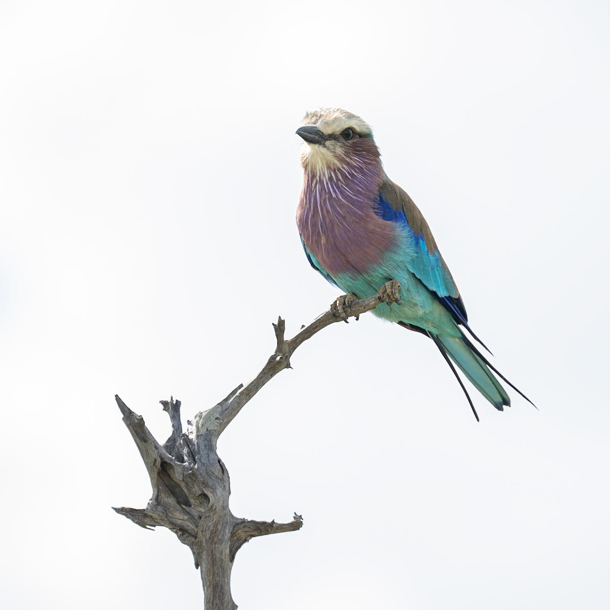 Lilac-breasted Roller