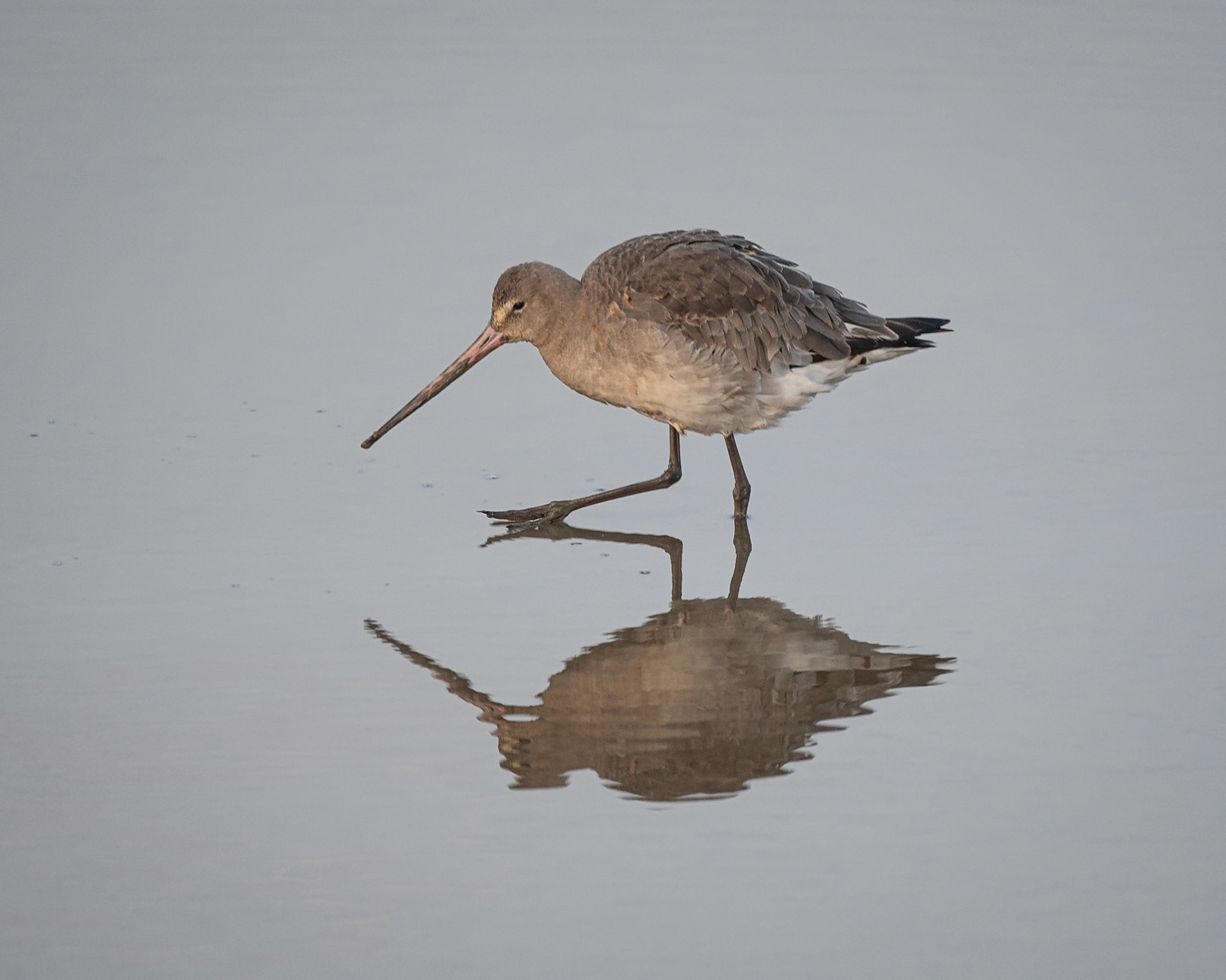Black-tailed Godwit