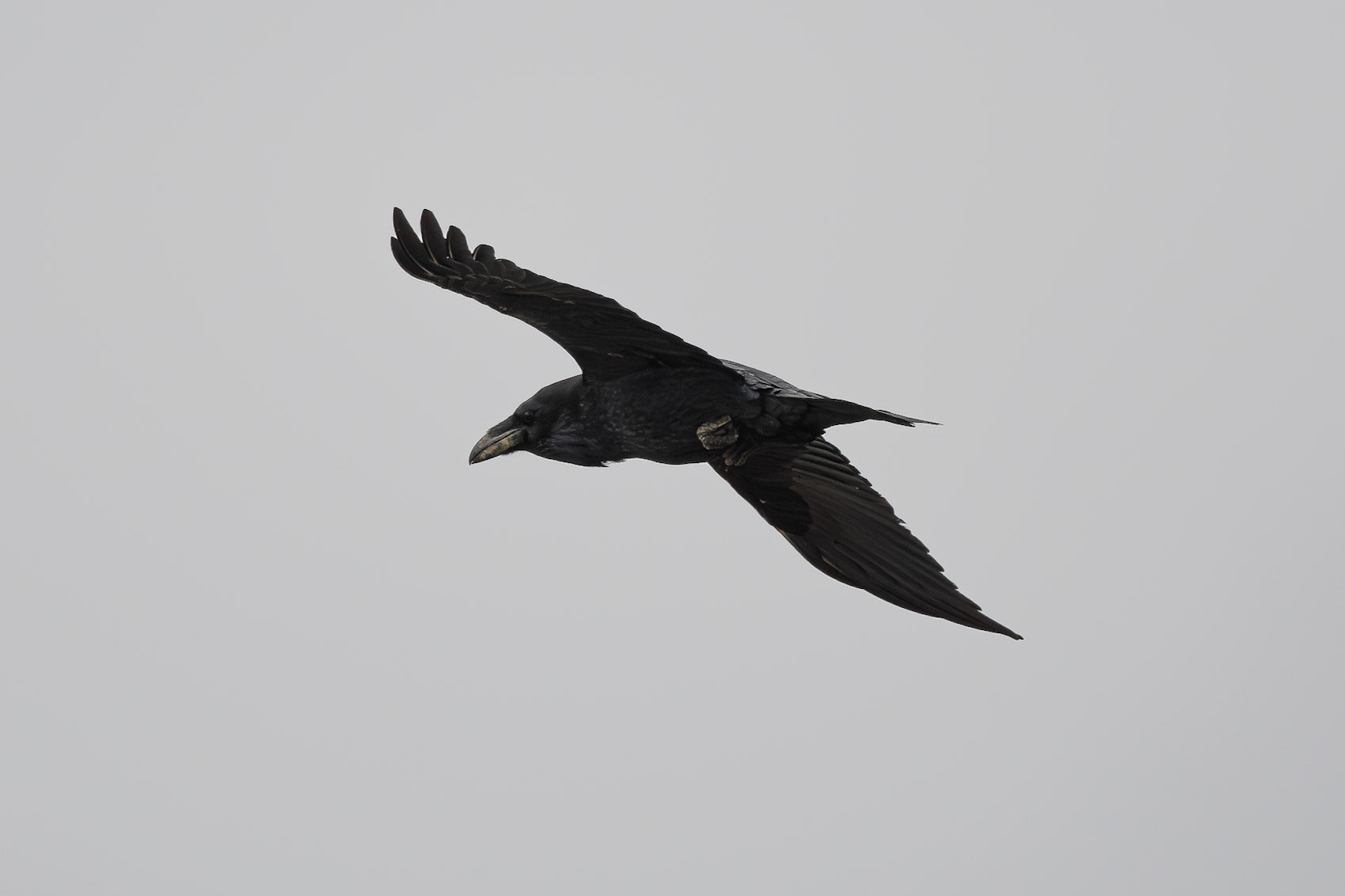 Raven