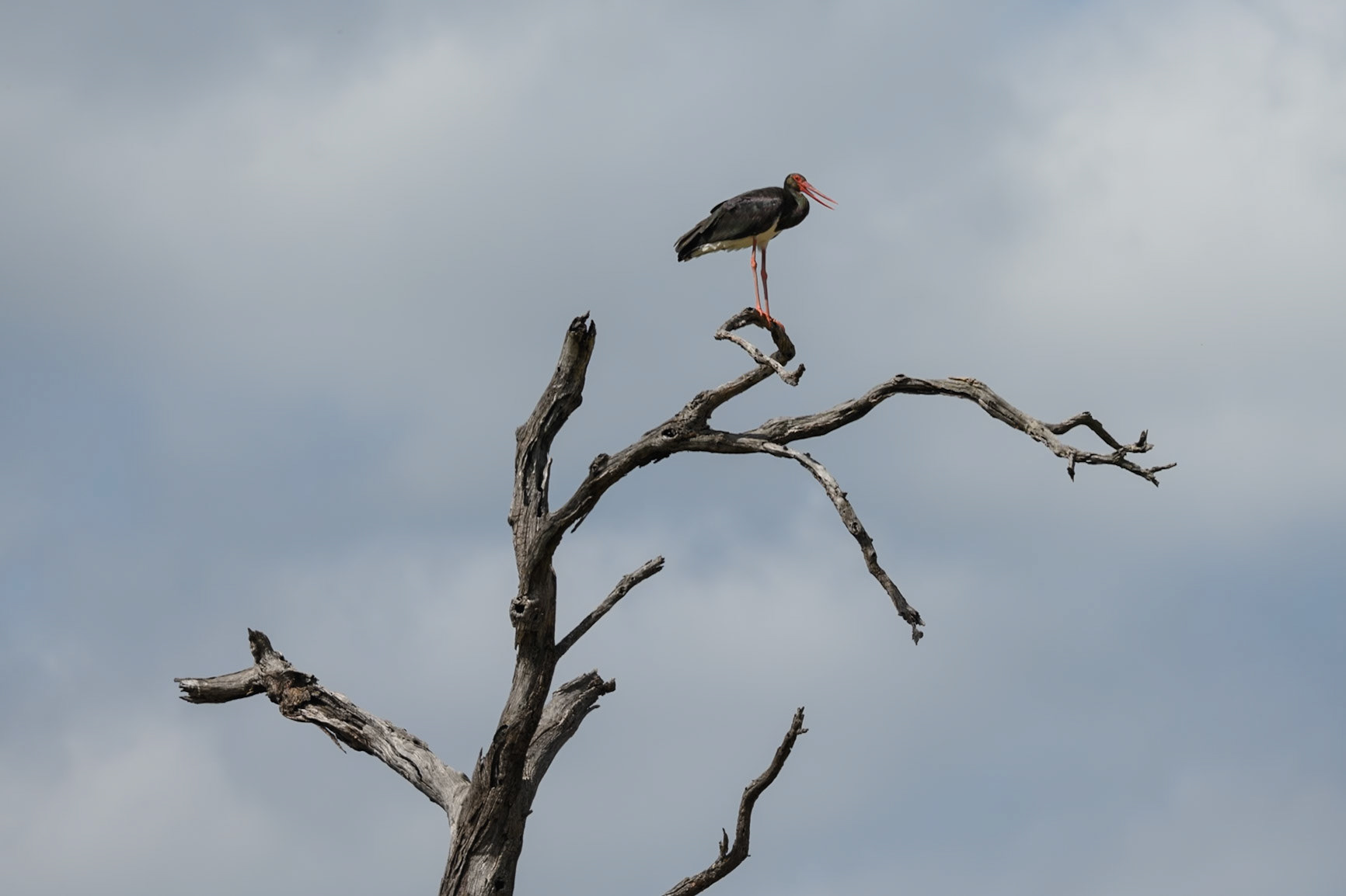 Black Stork
