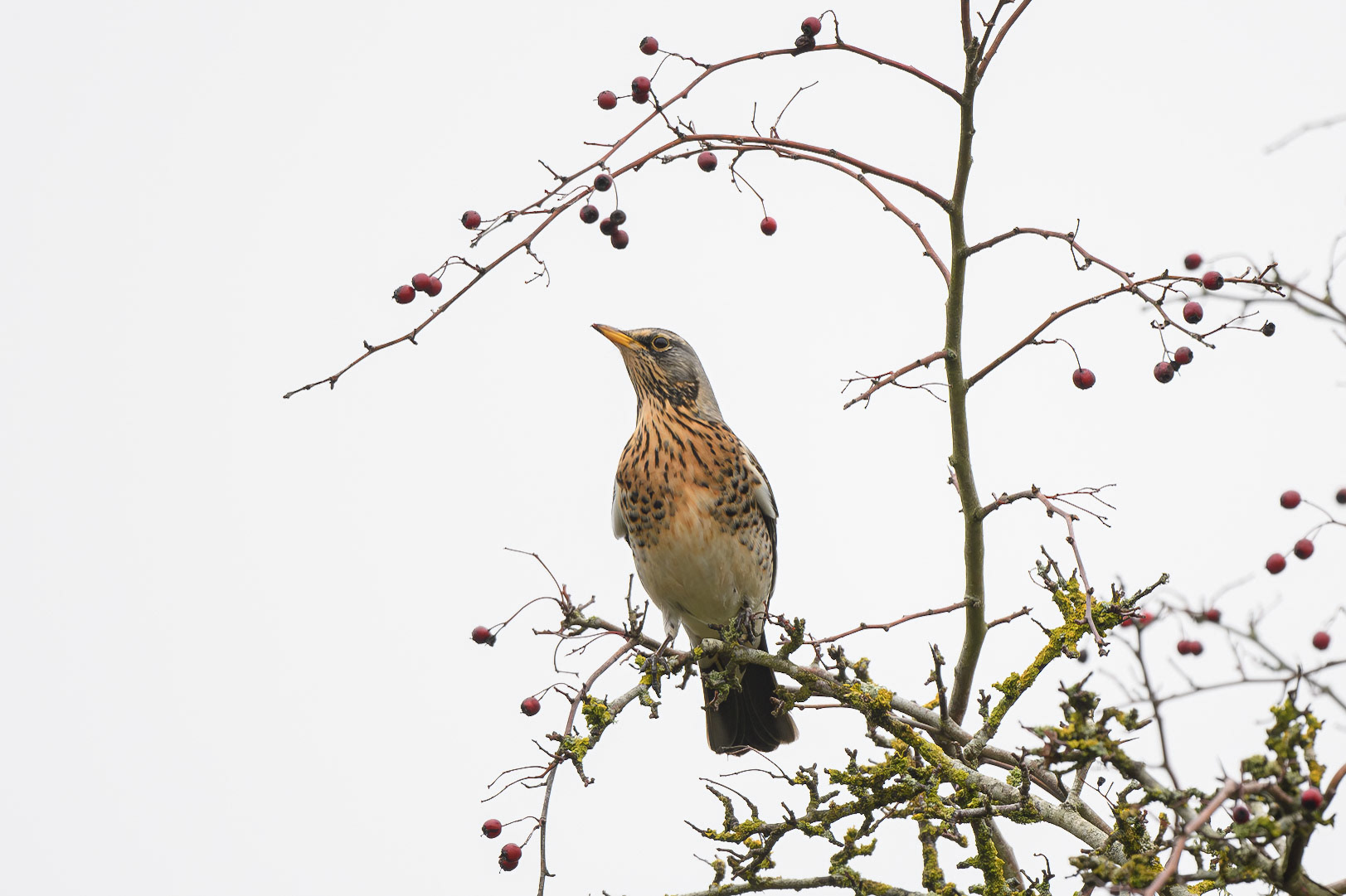 Fieldfare