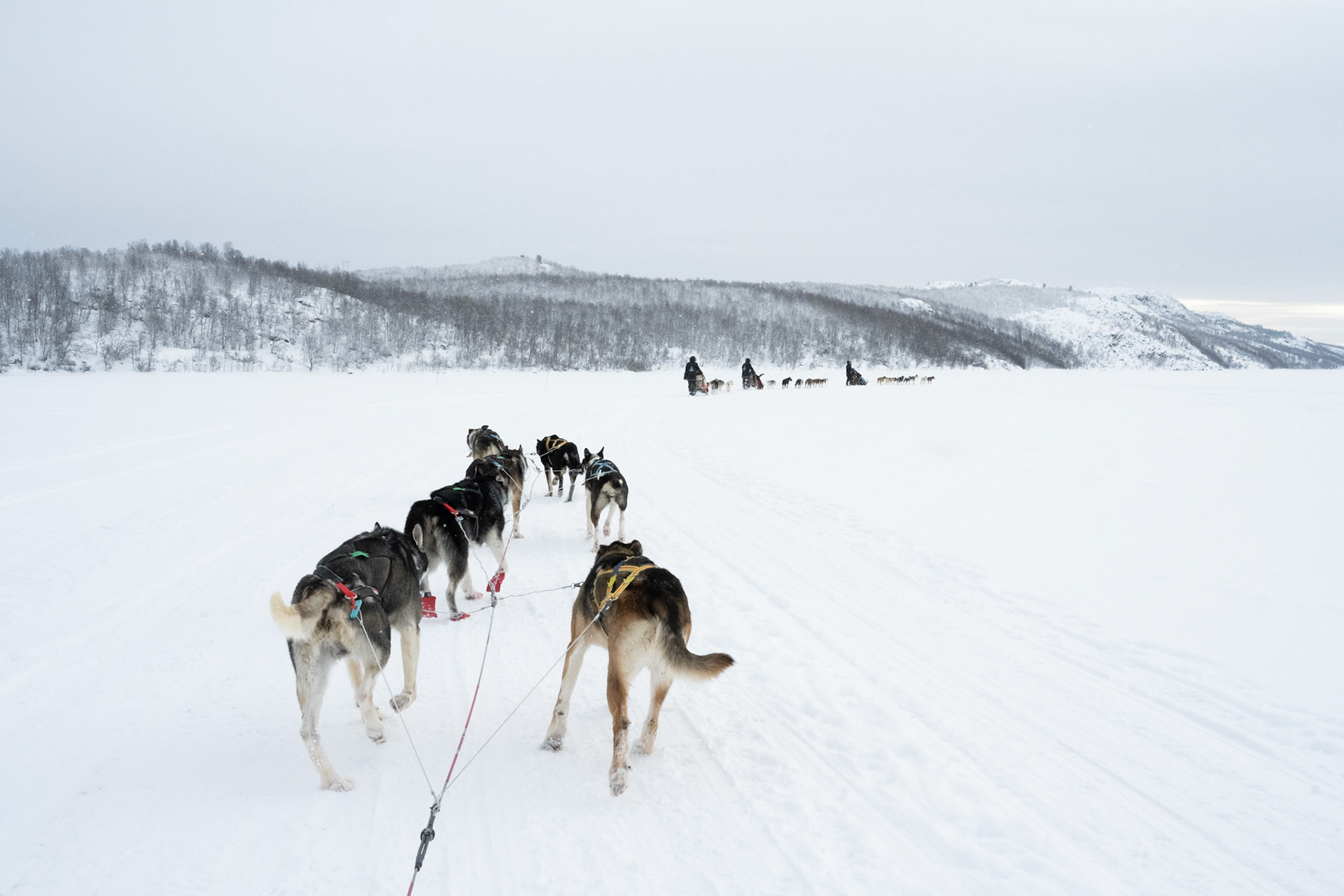 Dog sledding at Kirkenes