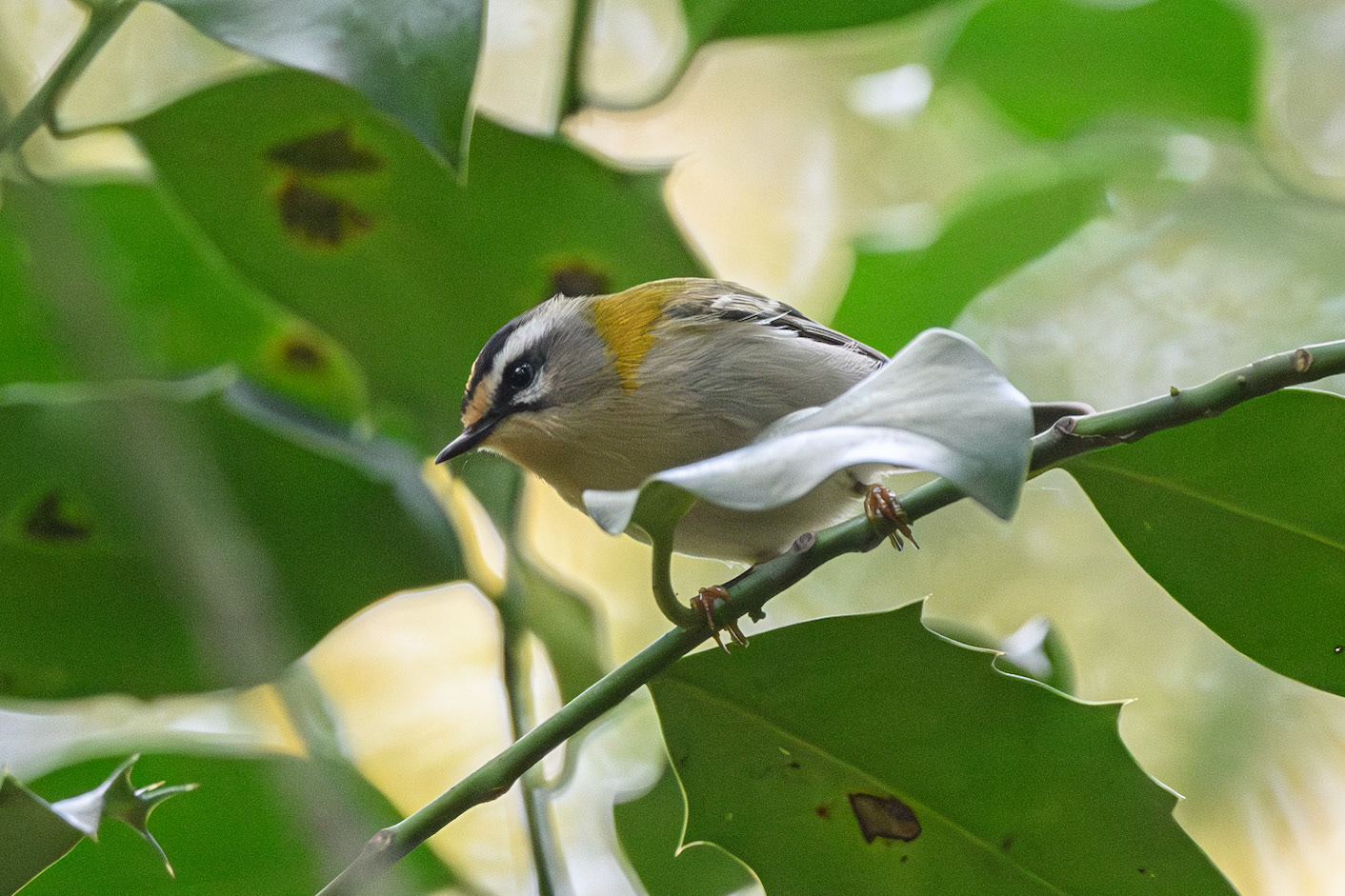Firecrest