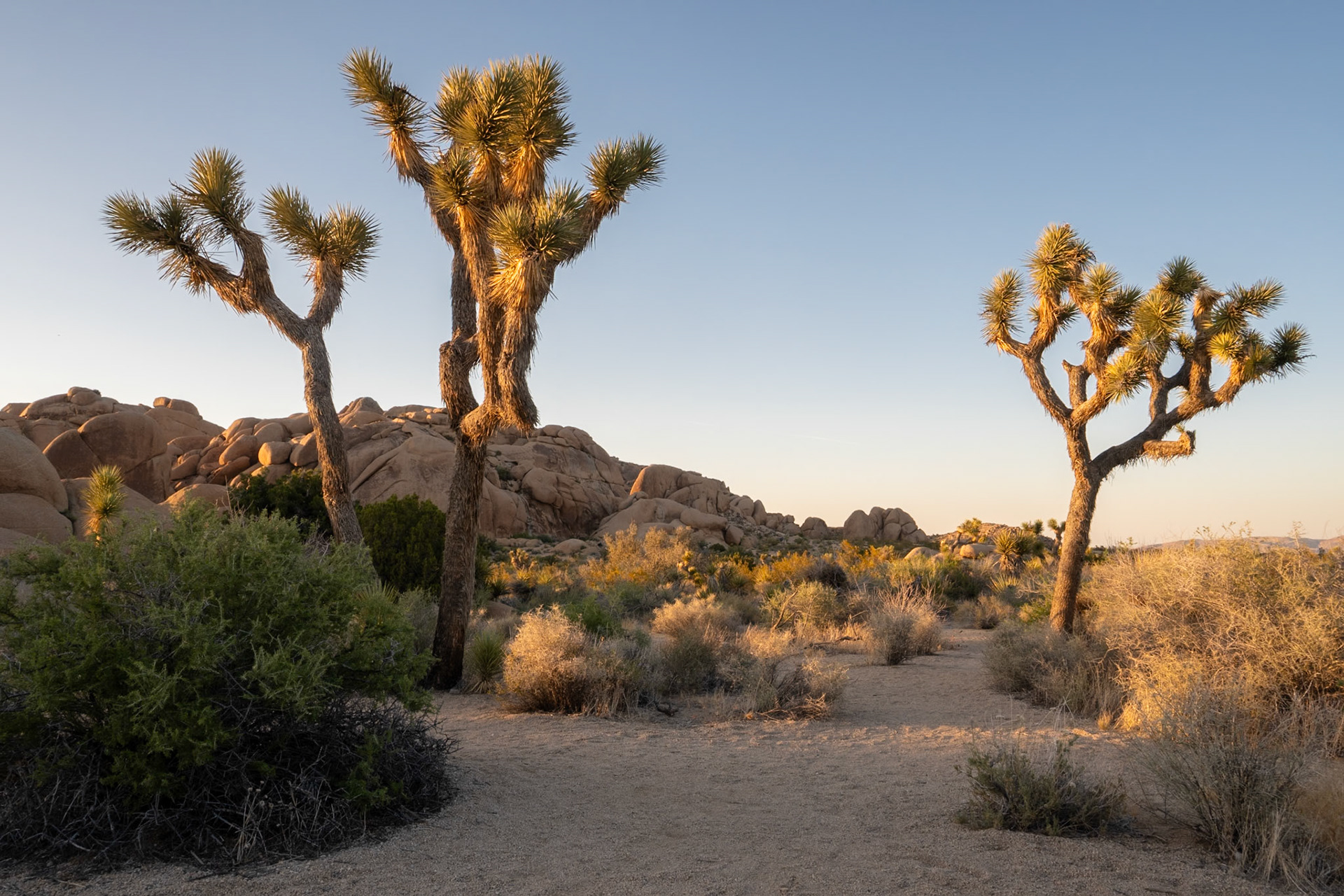 Joshua Tree, Nevada, USA