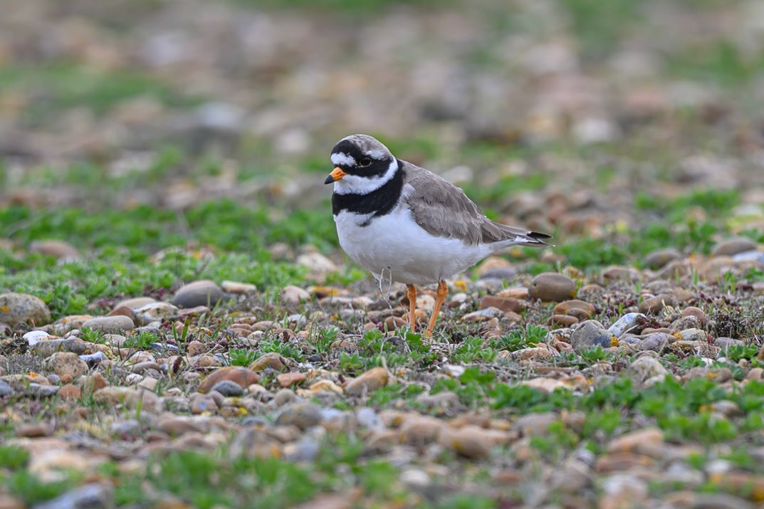 Ringed Plover