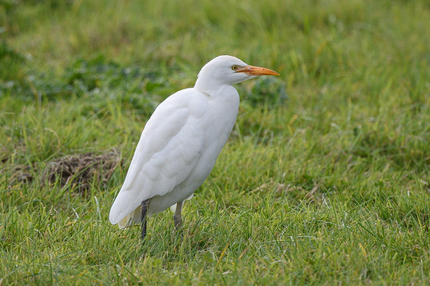 Cattle Egret