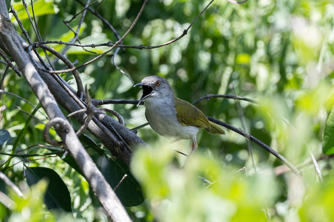Green-backed Camaroptera
