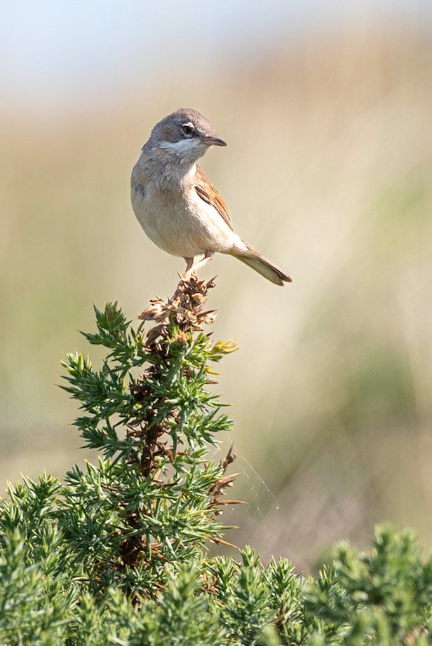 Commom Whitethroat