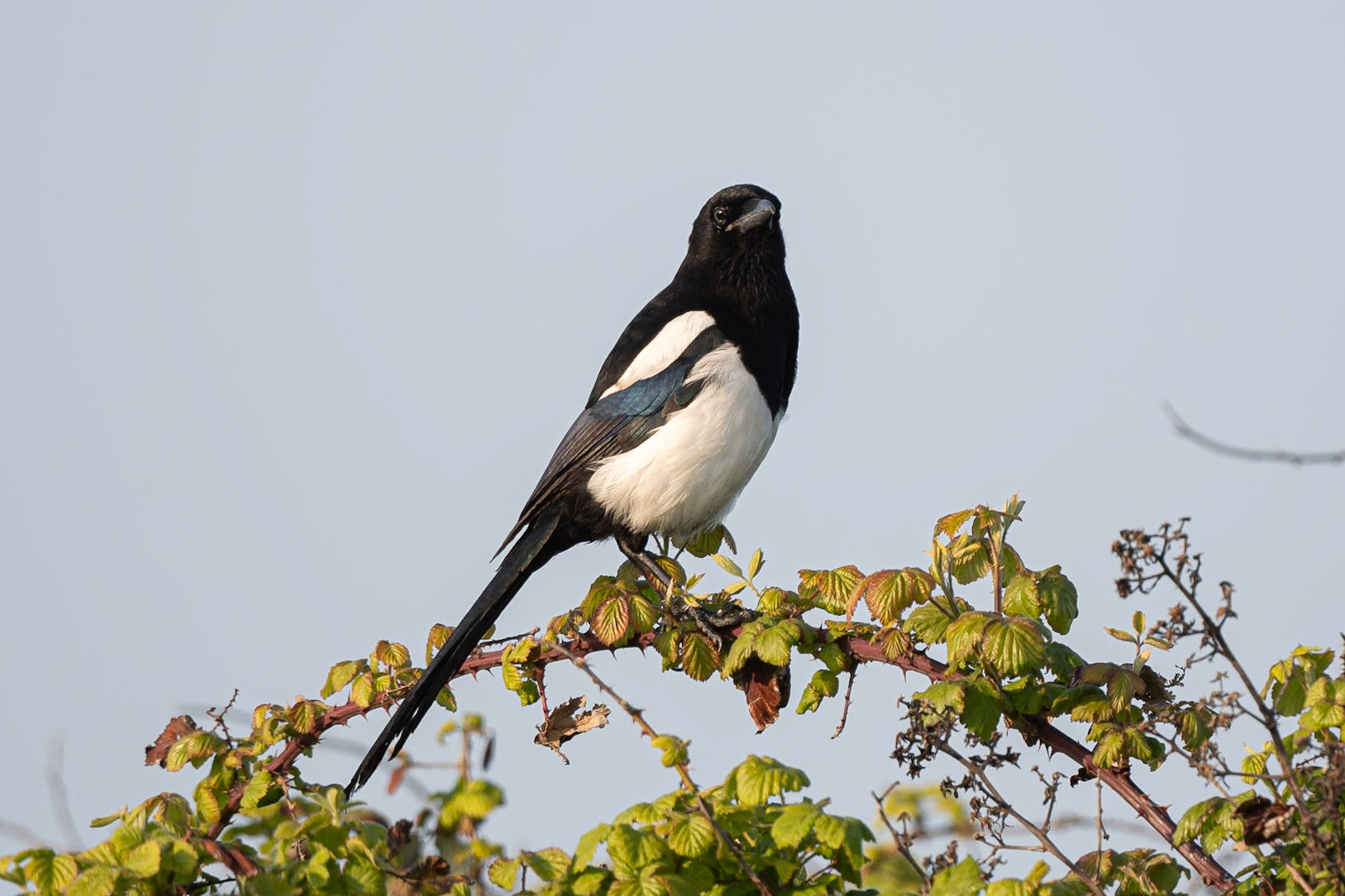 Magpie