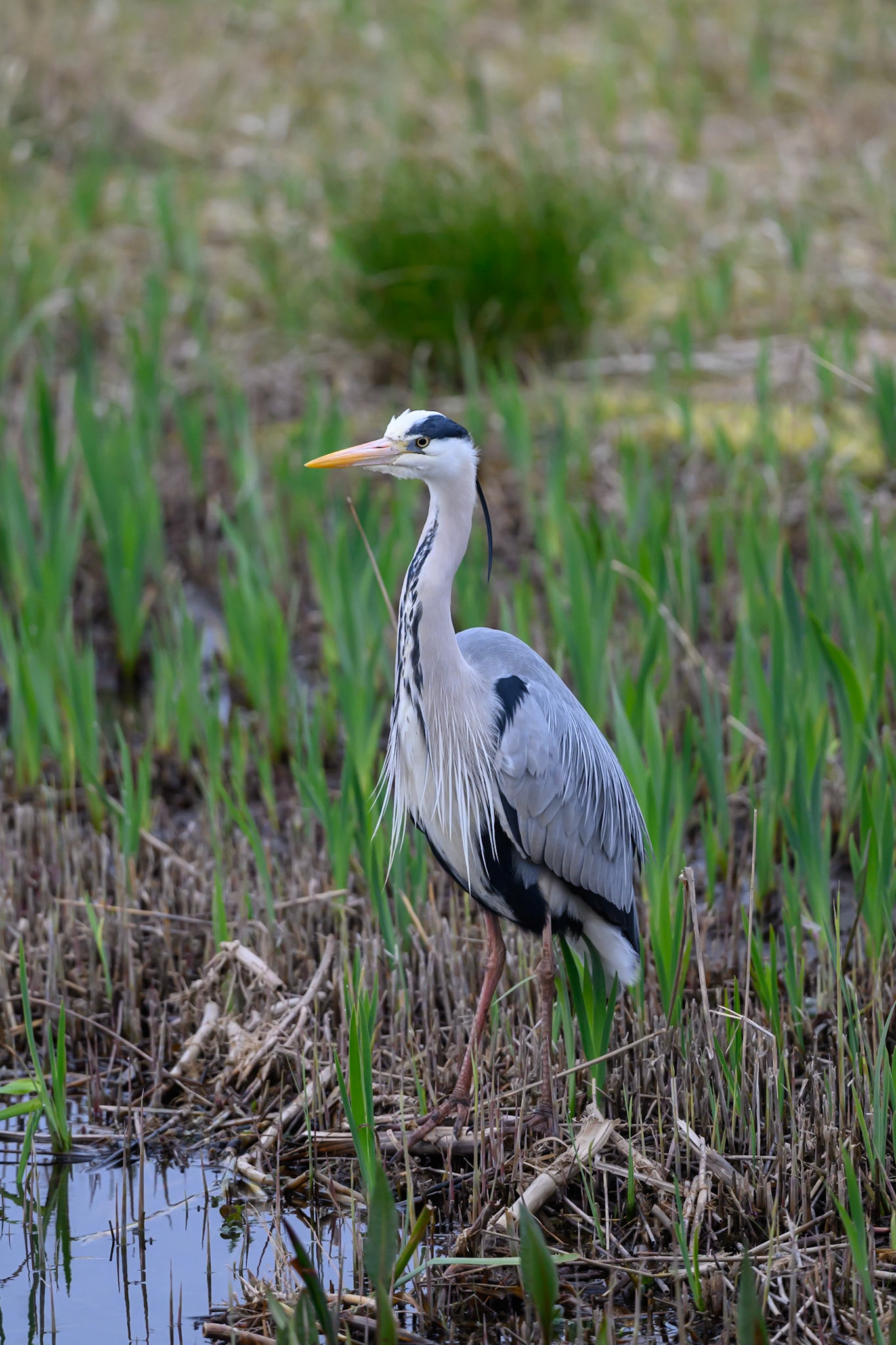 Grey Heron