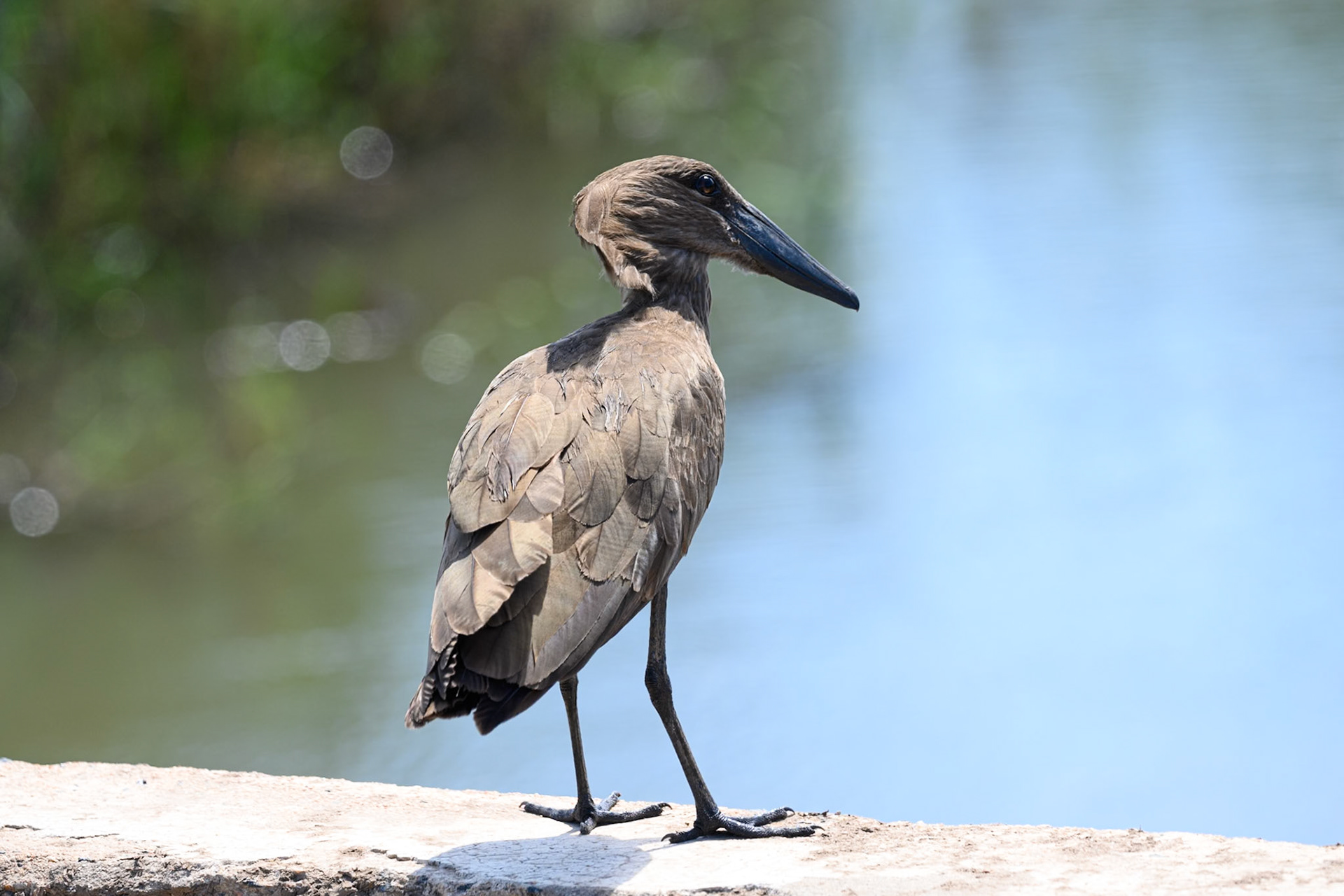 Hamerkop