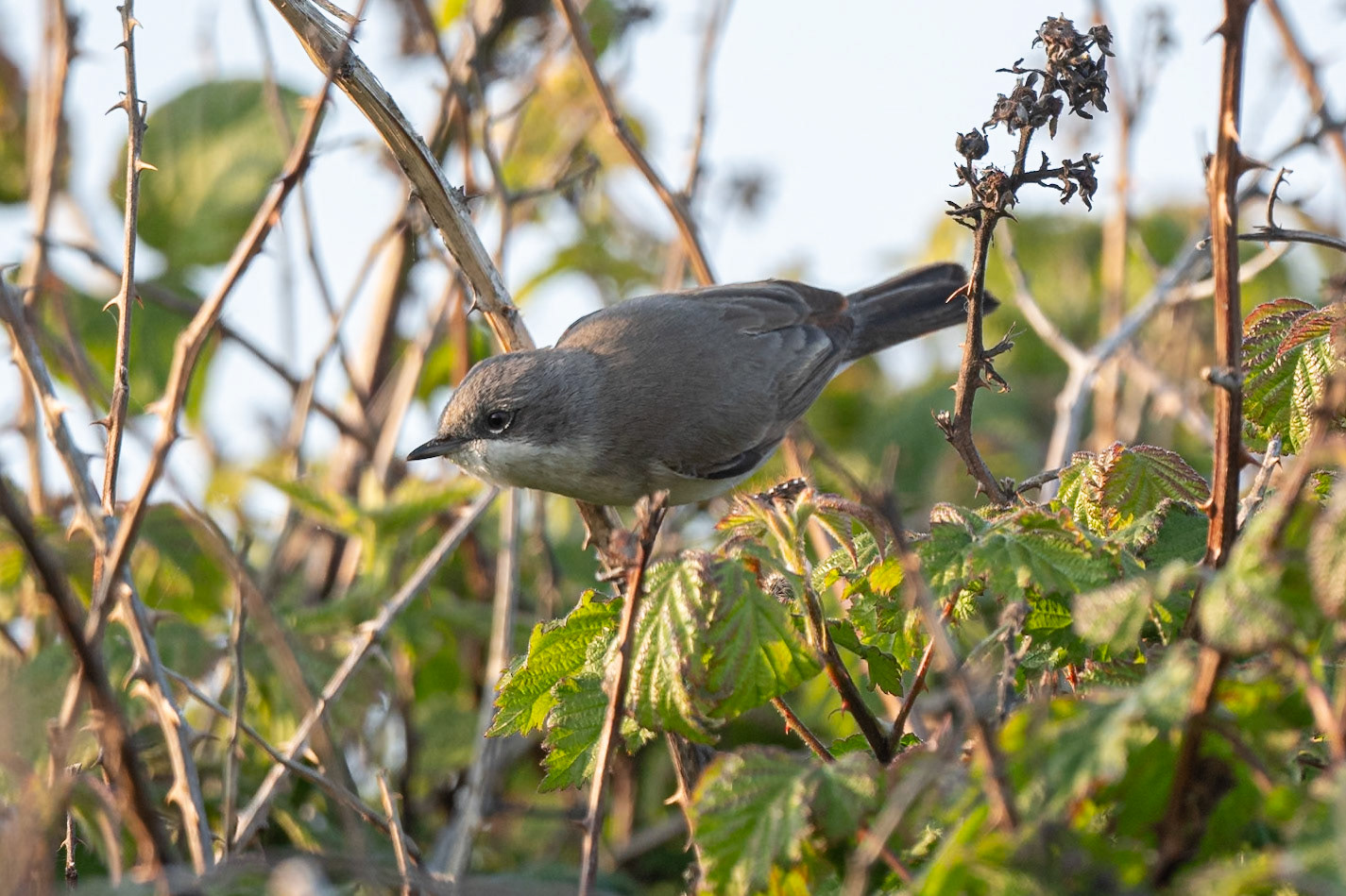 Lesser Whitethroat