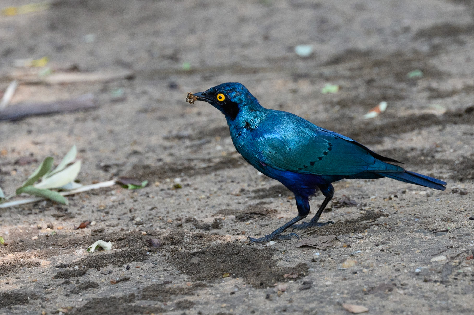 Greater Blue-eared Starling