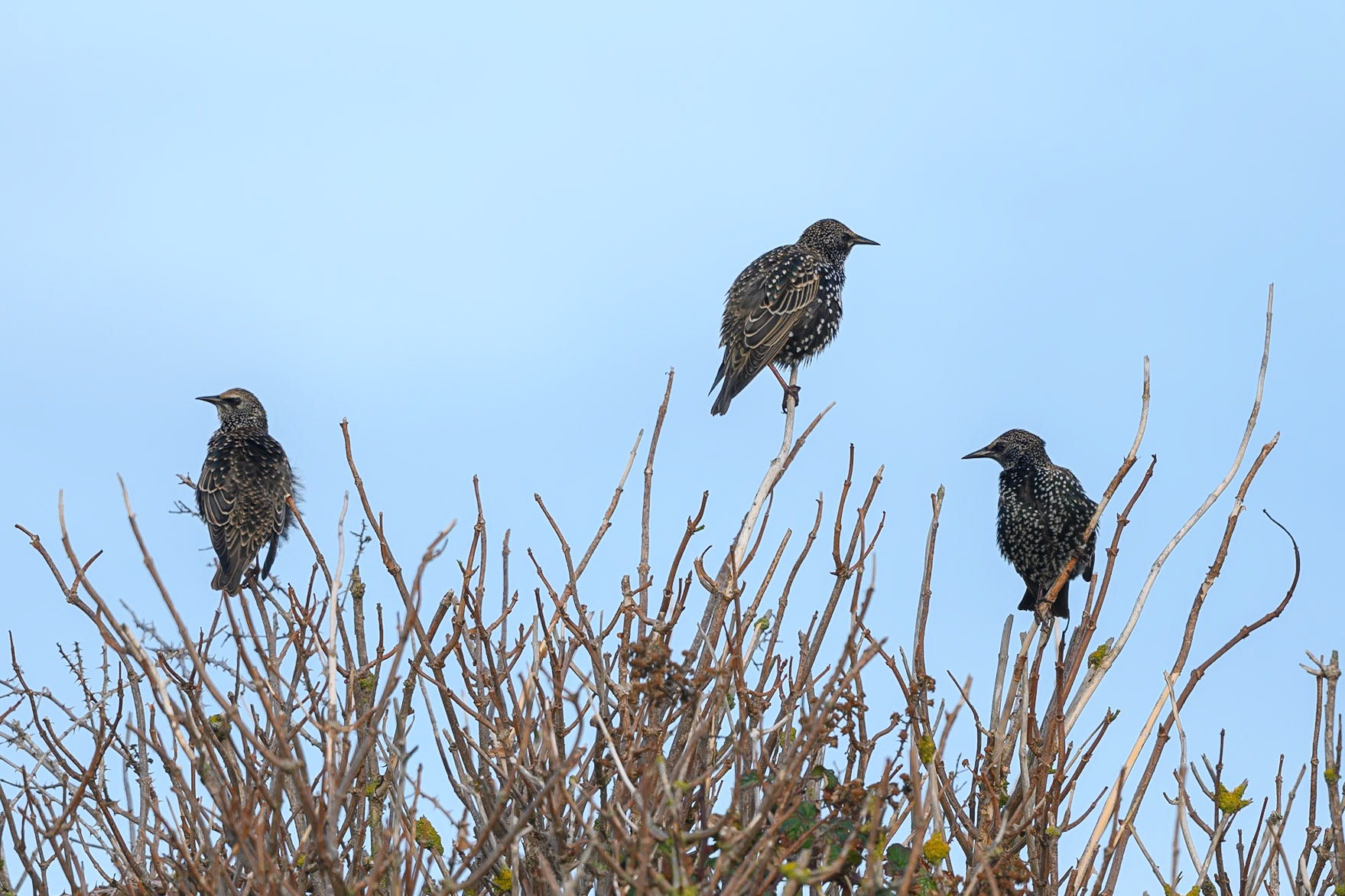 Starlings
