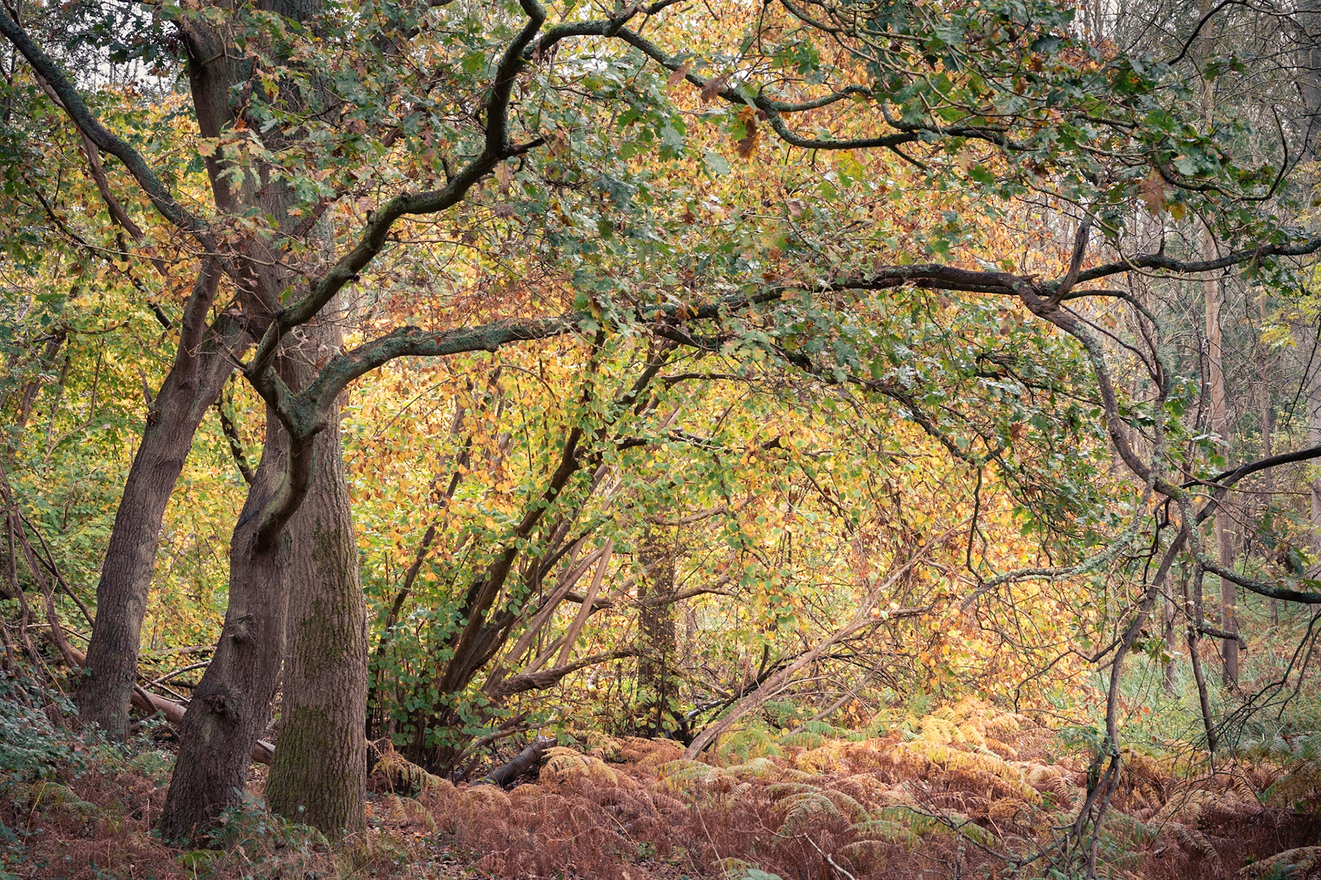 Foxhall Woods