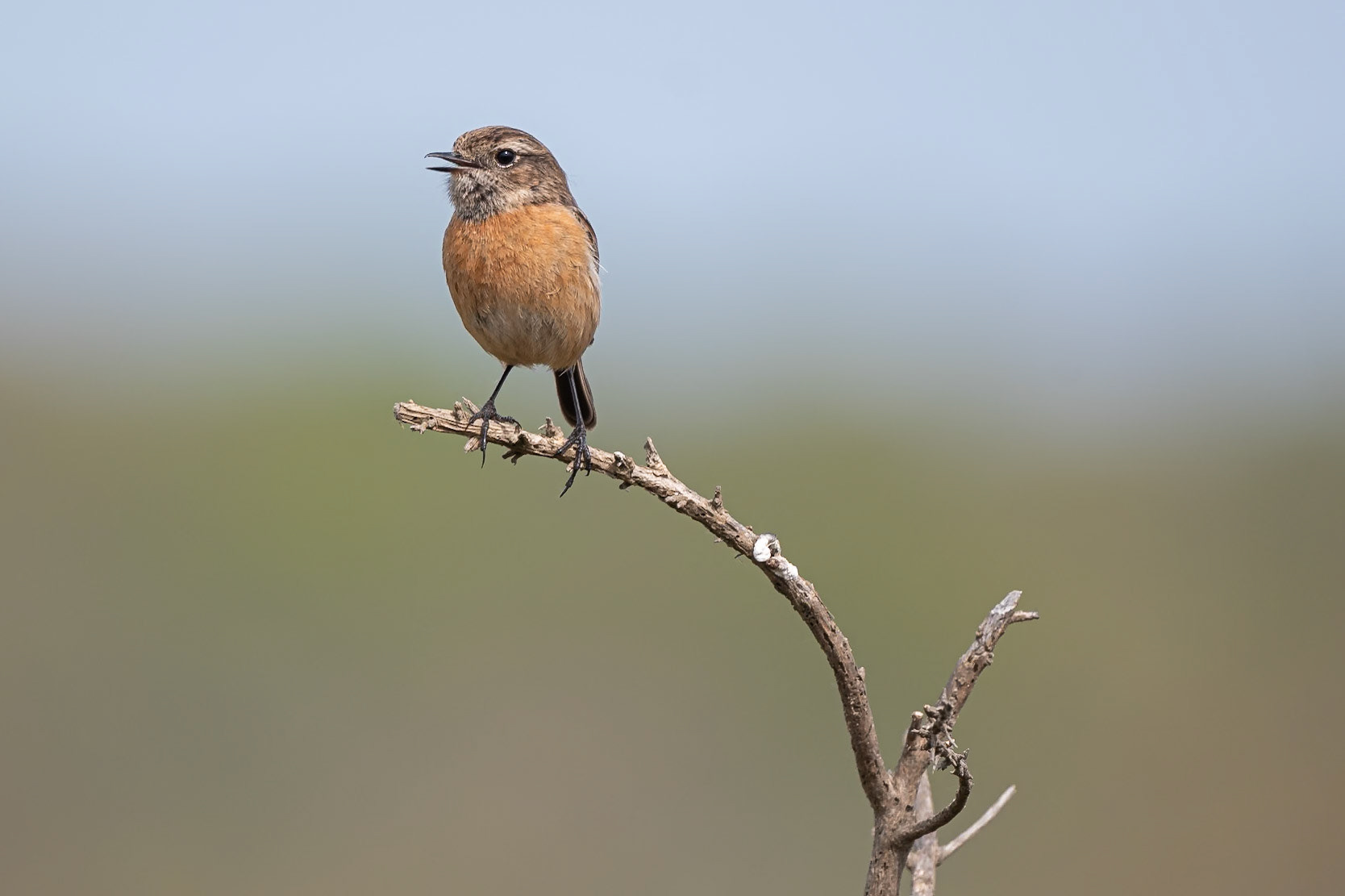 Stonechat (female)