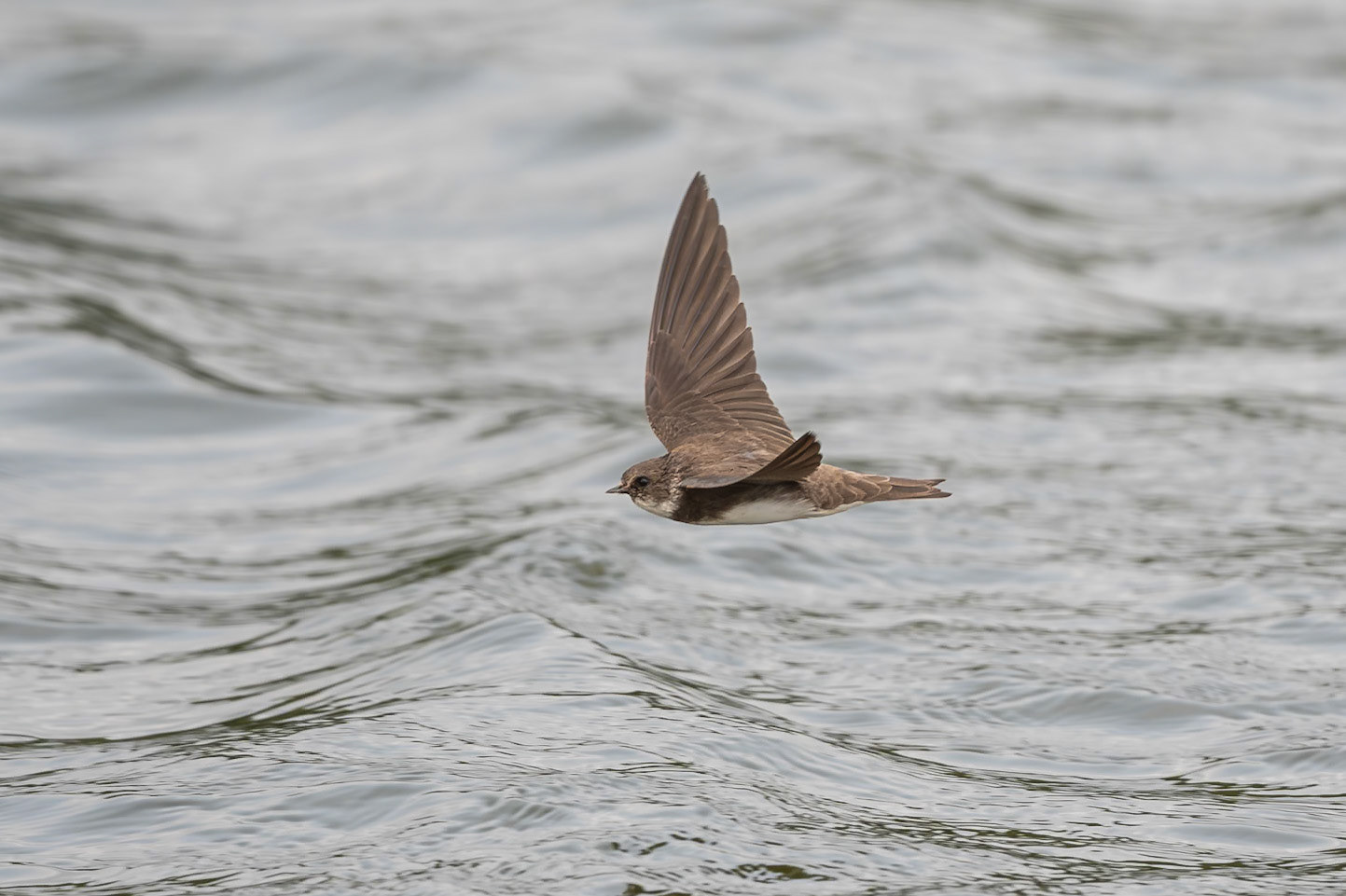 Sand Martin