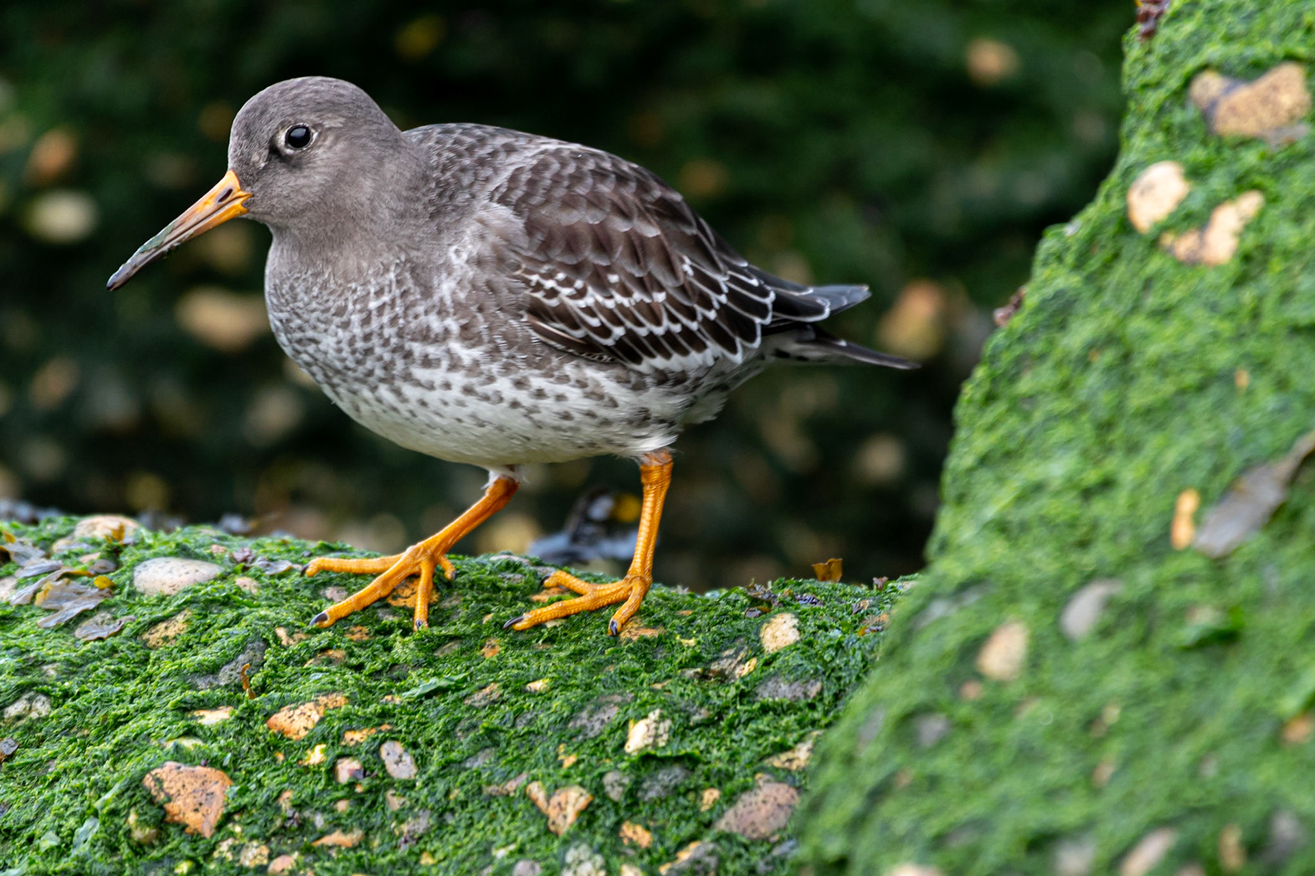 Purple Sandpiper
