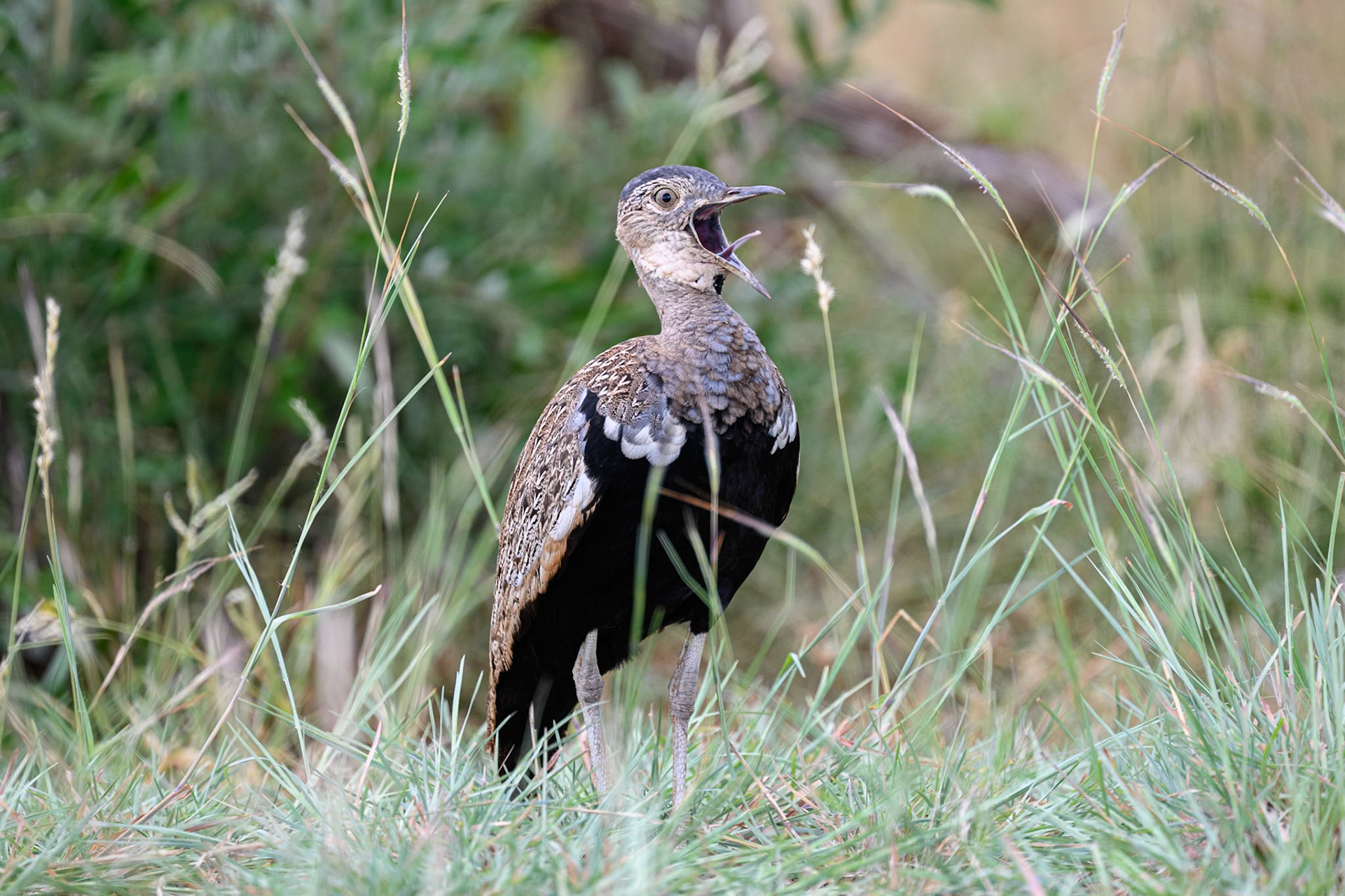Red-crested Korhaan