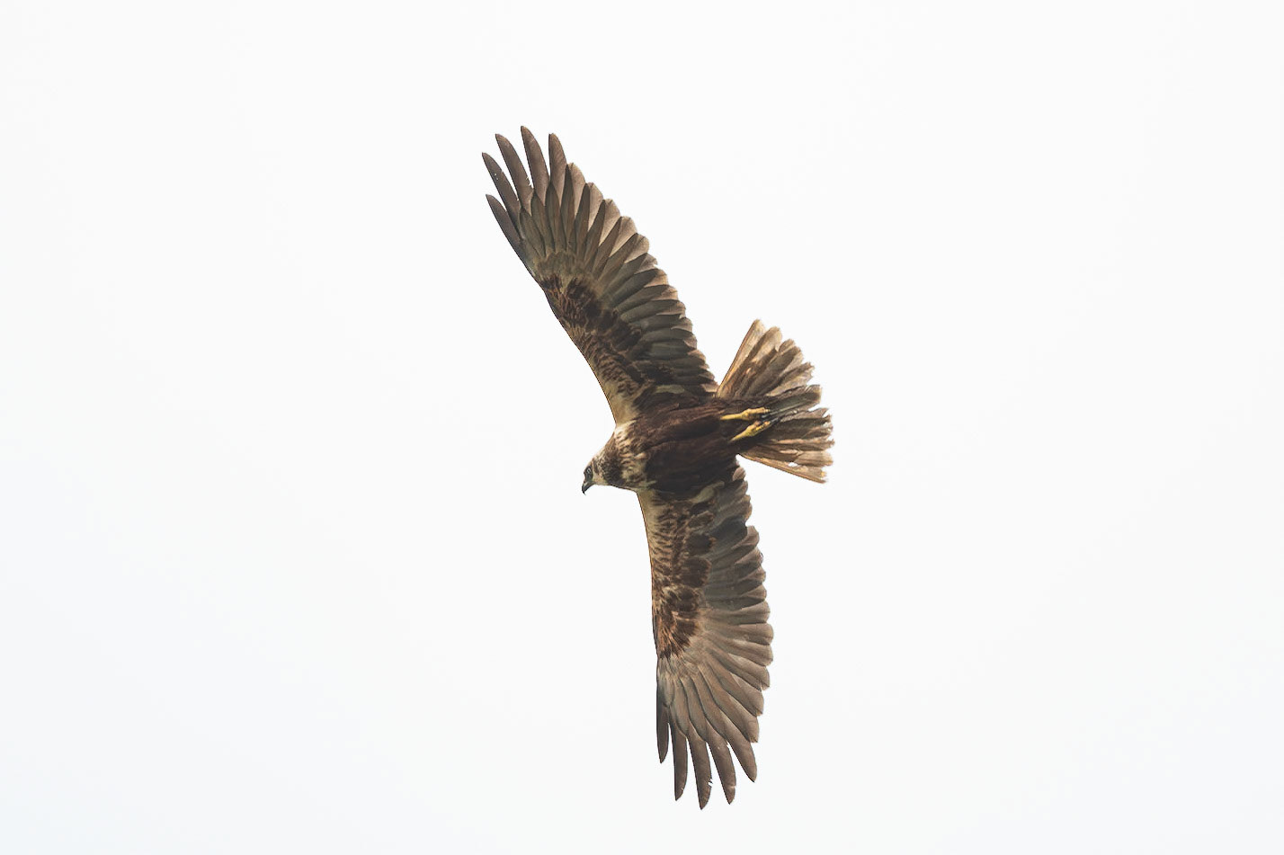 Marsh Harrier