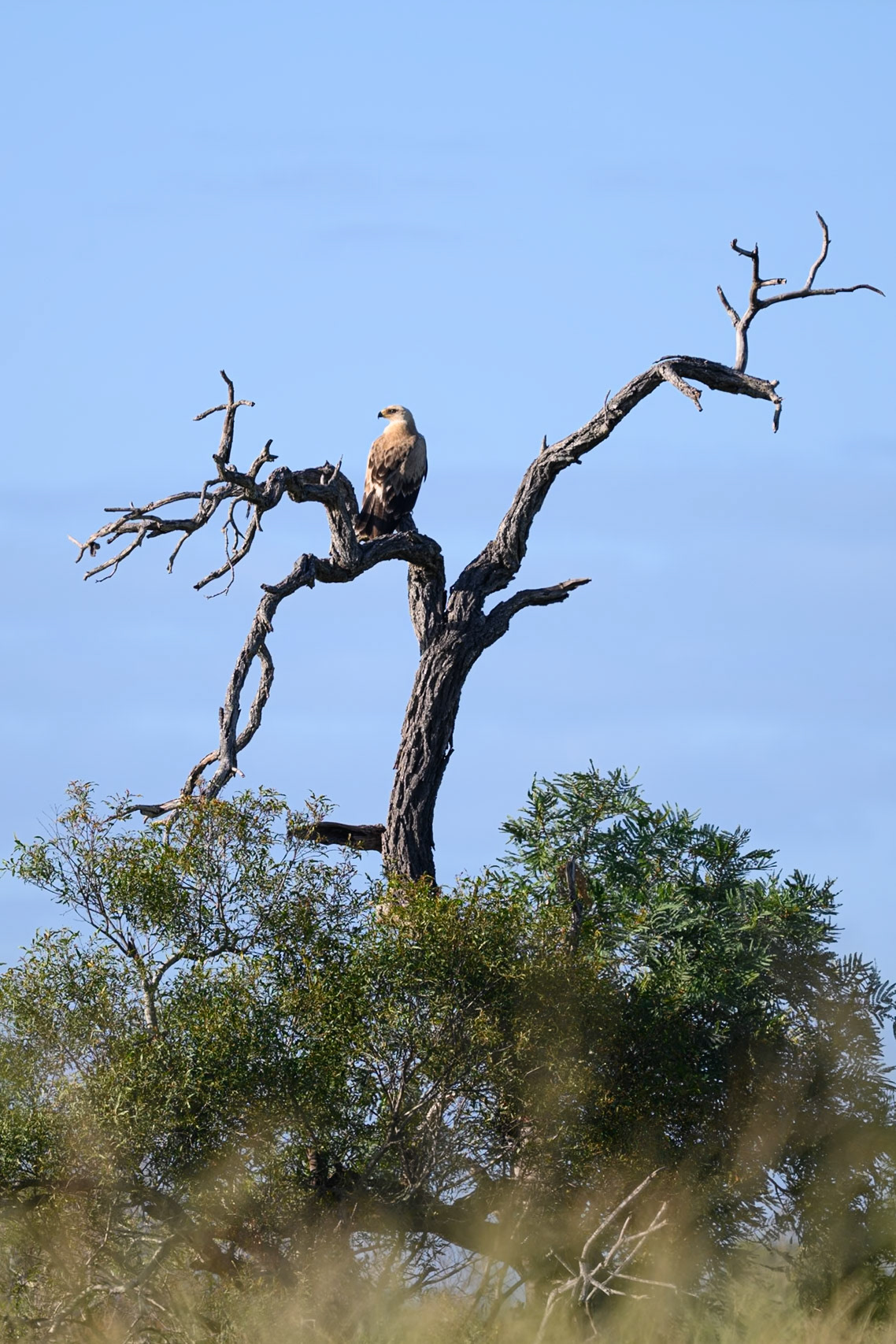 Tawny Eagle