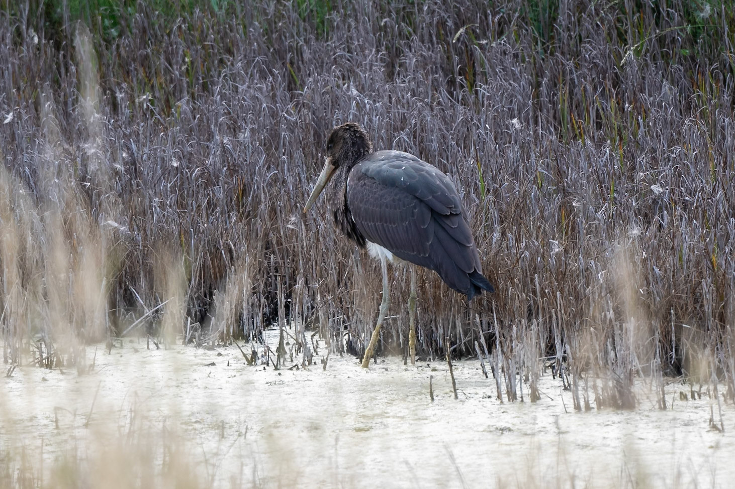 Black Stork (immature)