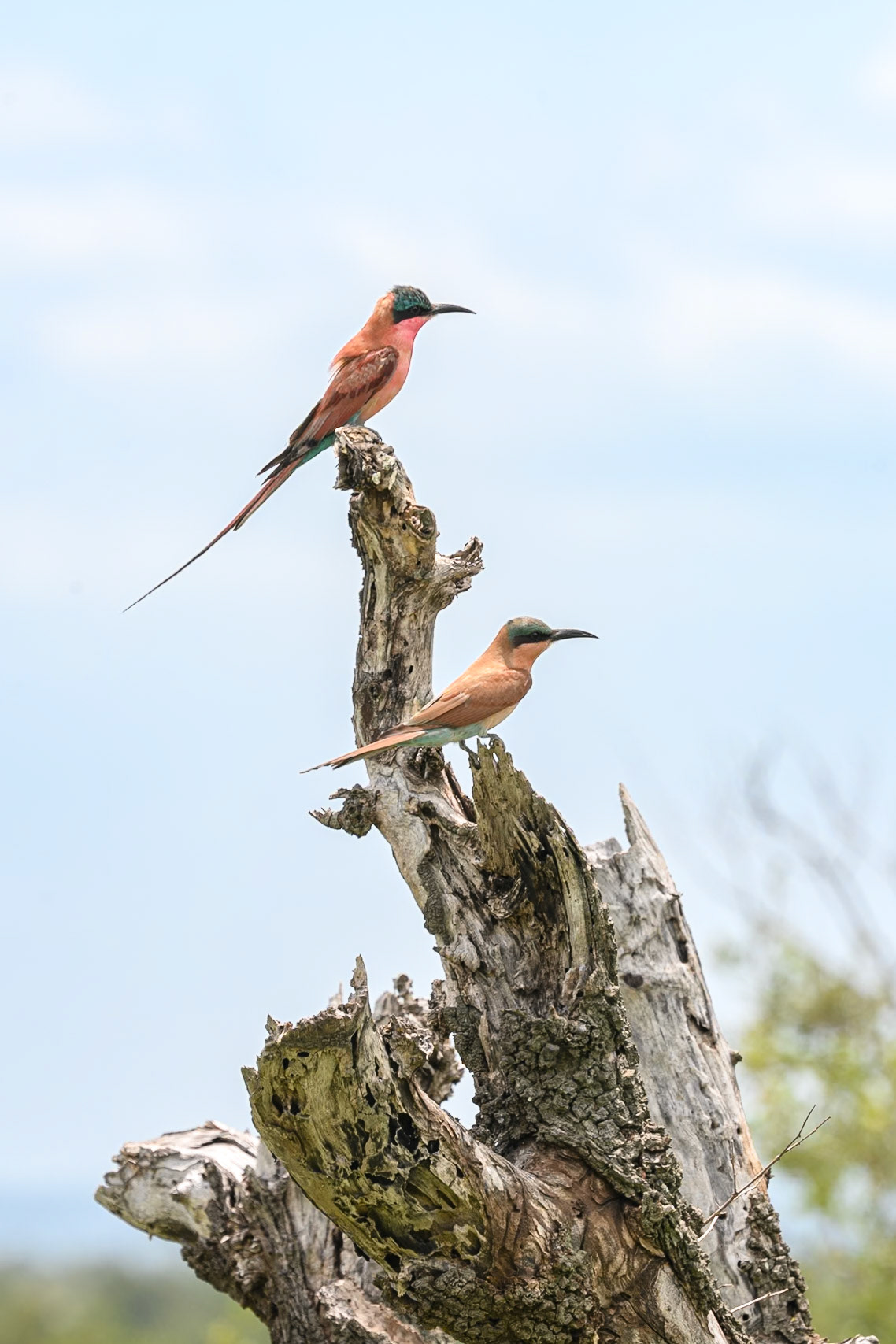 Southern Carmine Bee-eater