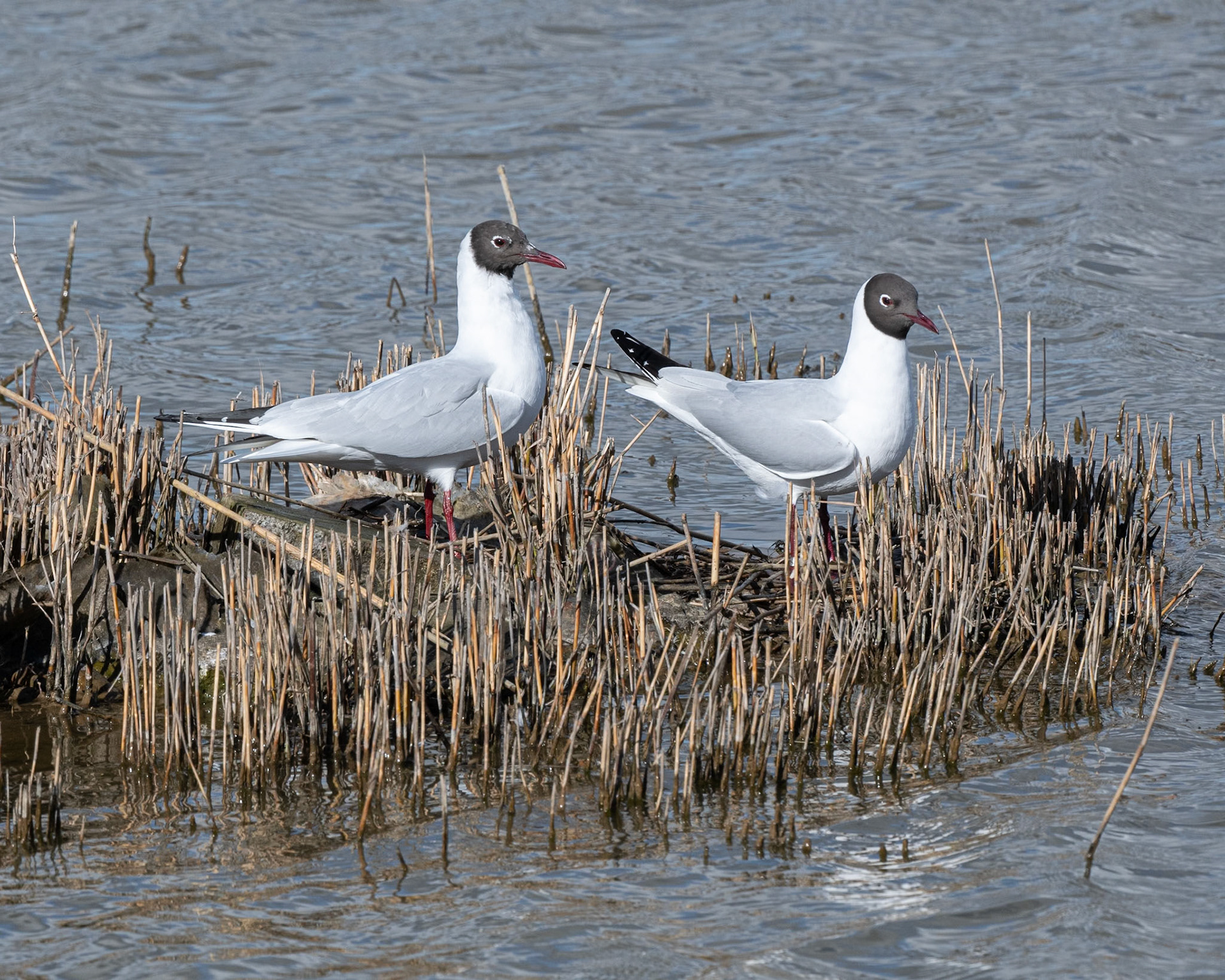 Black-headed Gull