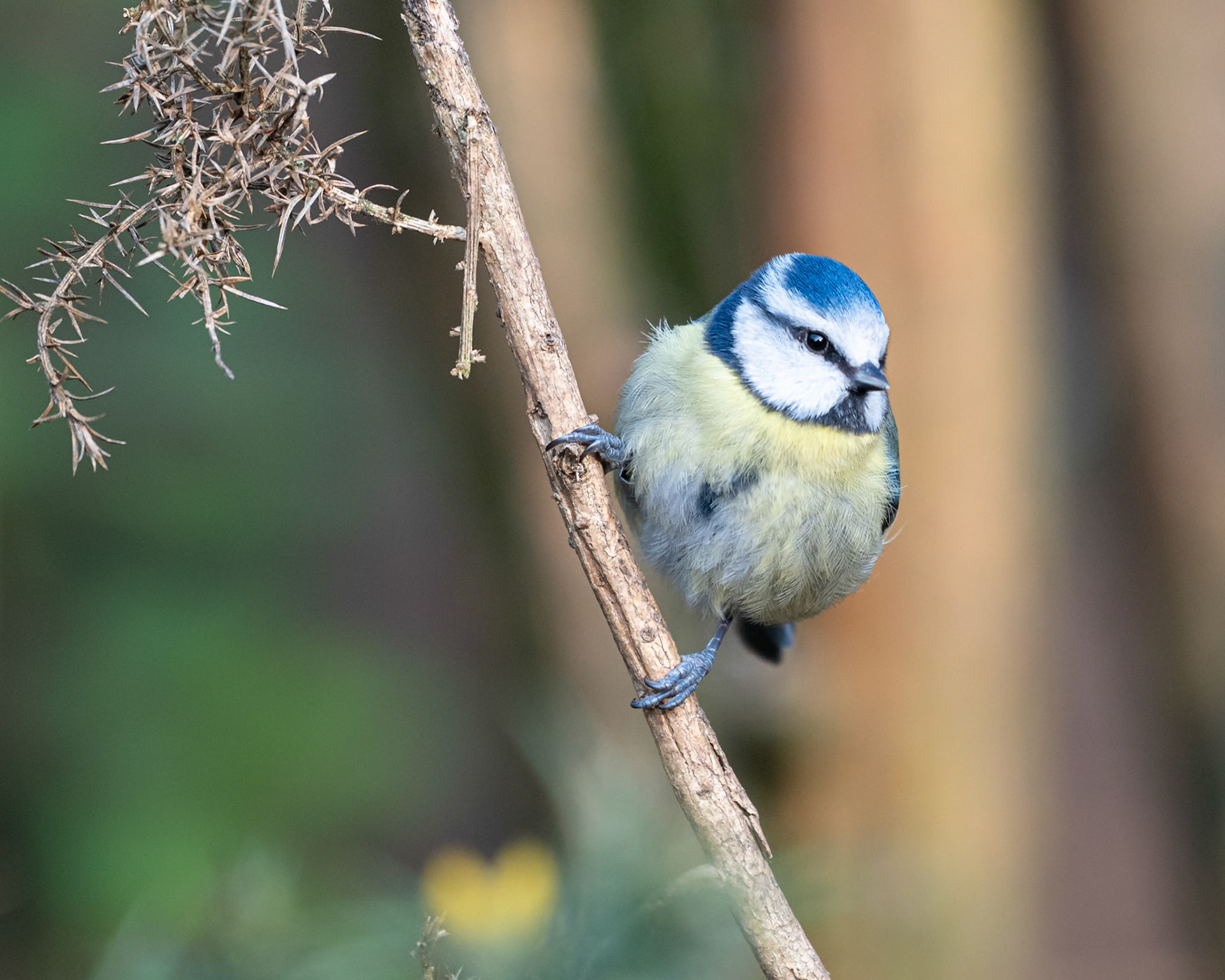 Blue Tit