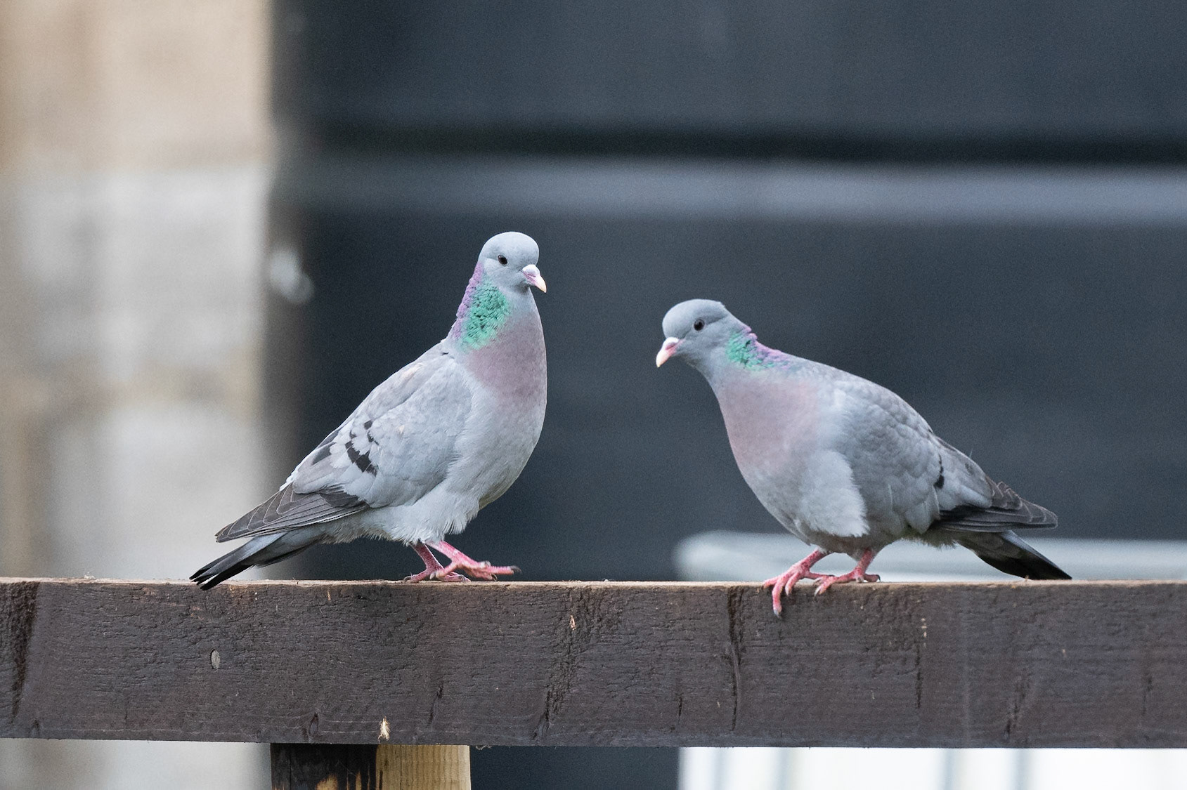 Stock Doves