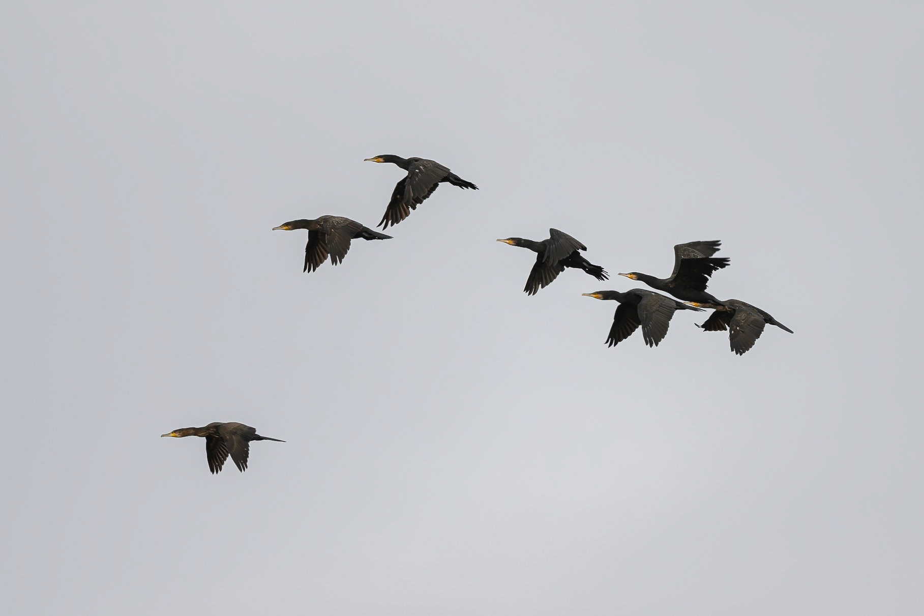 Cormorant