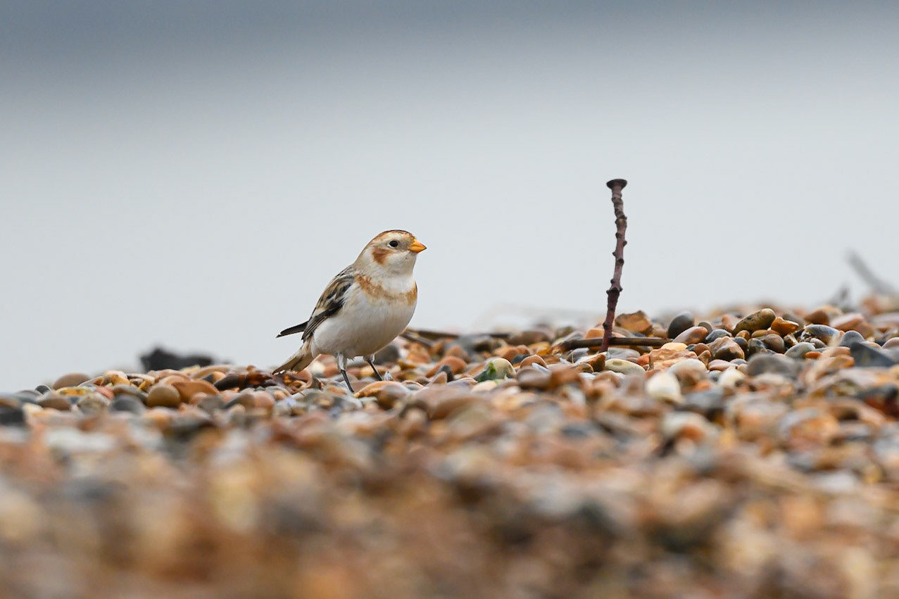 Snow Bunting