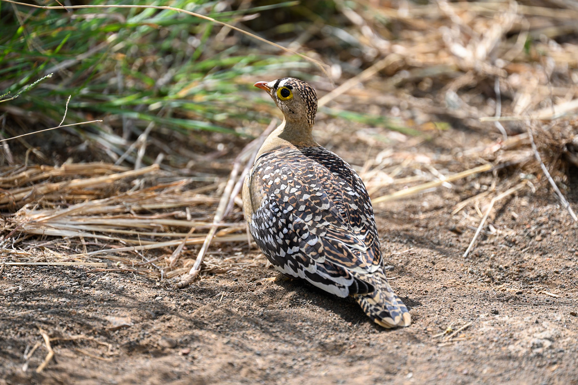 Double-banded Sandgrouse