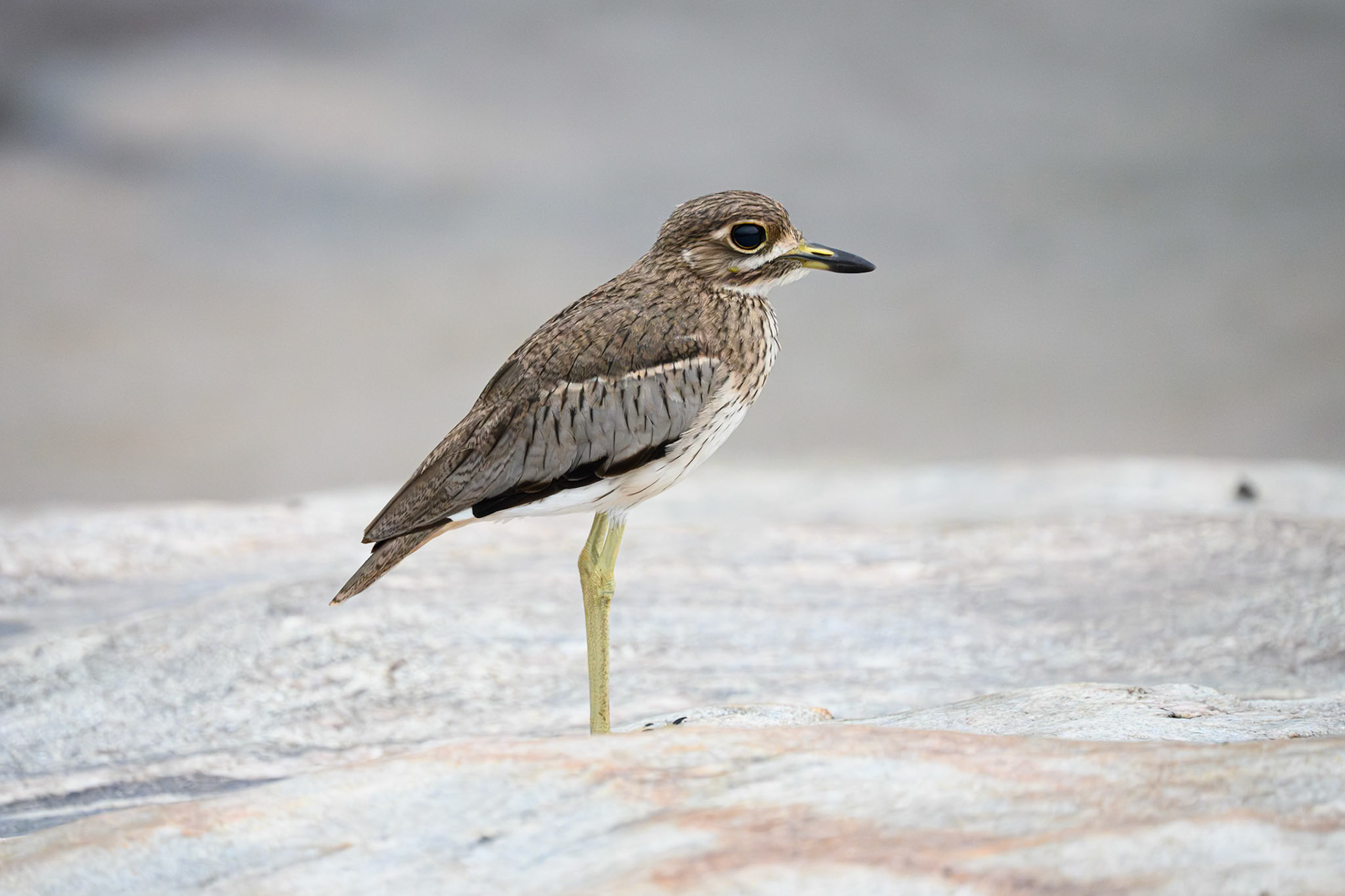 Water Thick-knee
