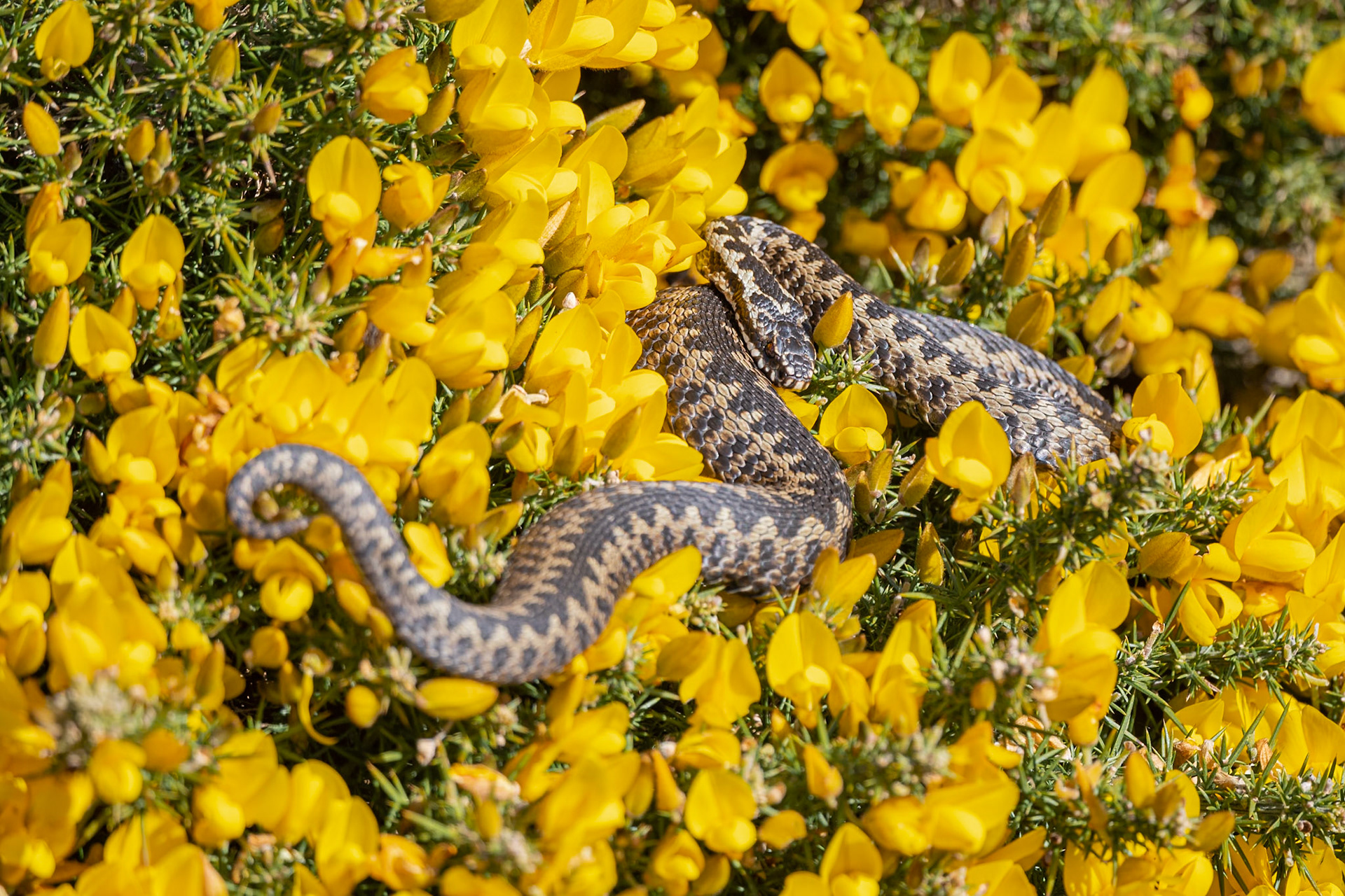 Adder