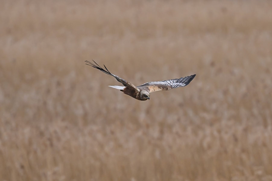 Marsh Harrier