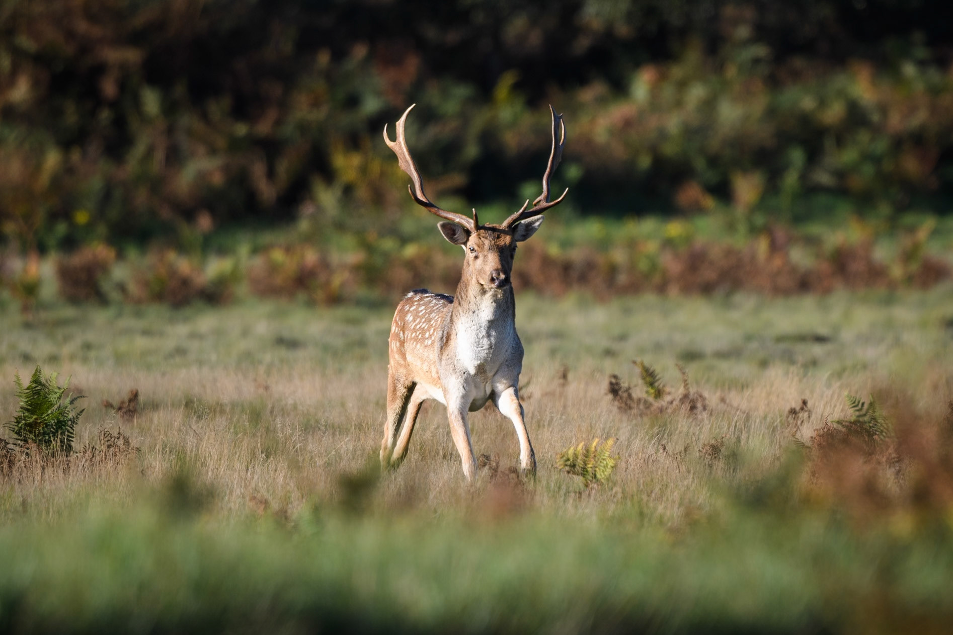 Fallow Deer