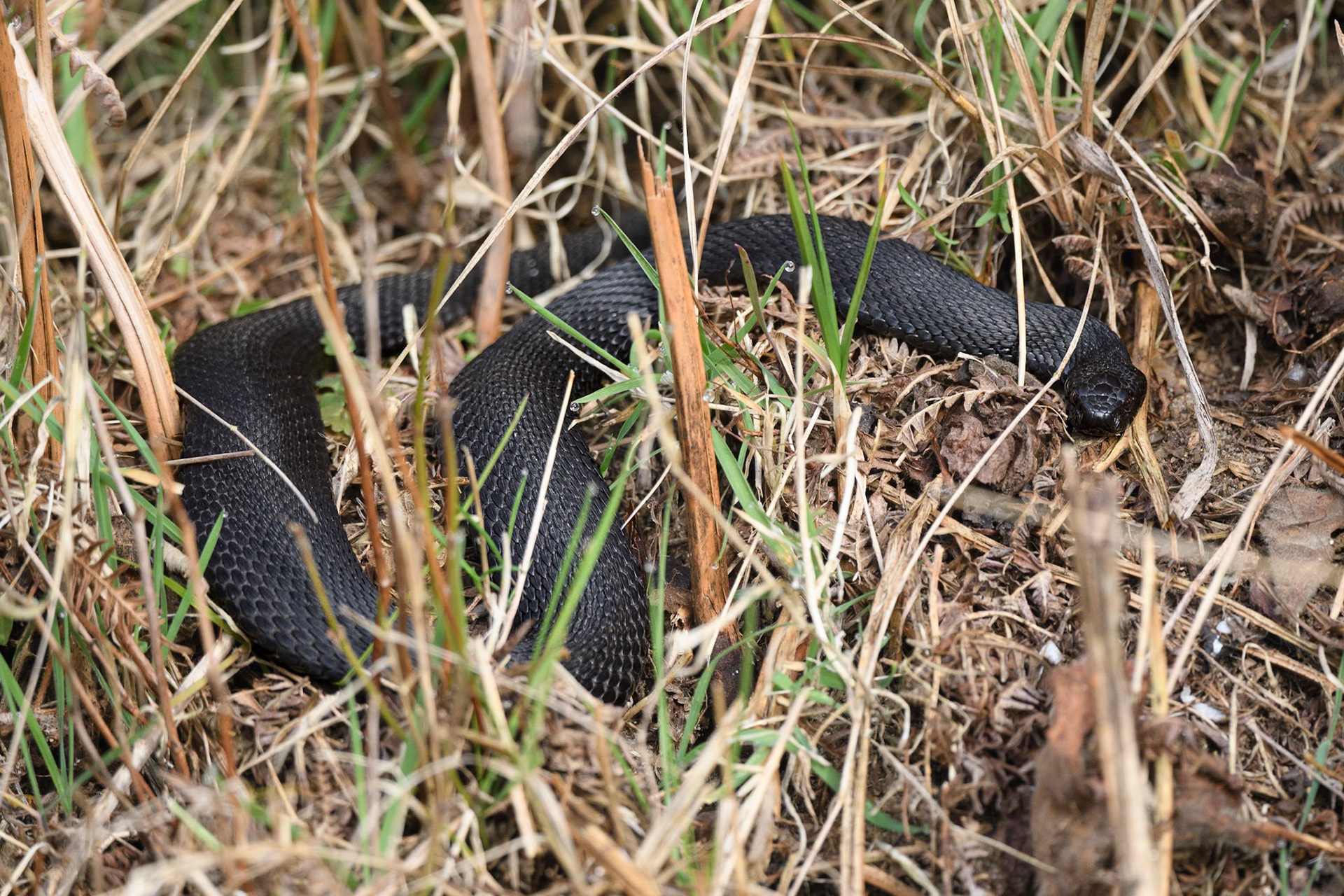 Adder
