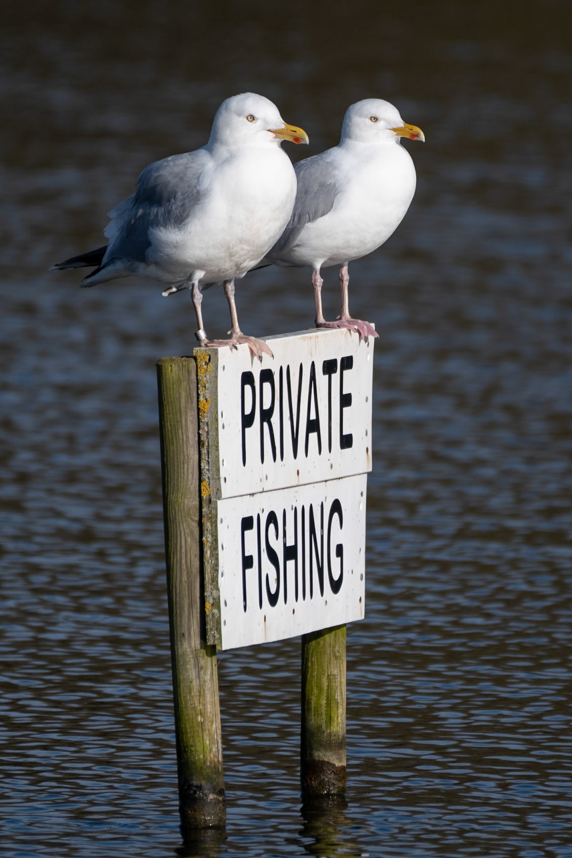 Herring Gull