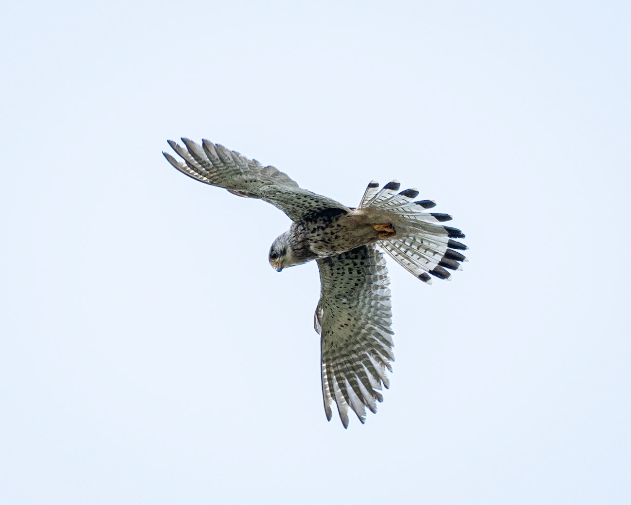 Kestrel