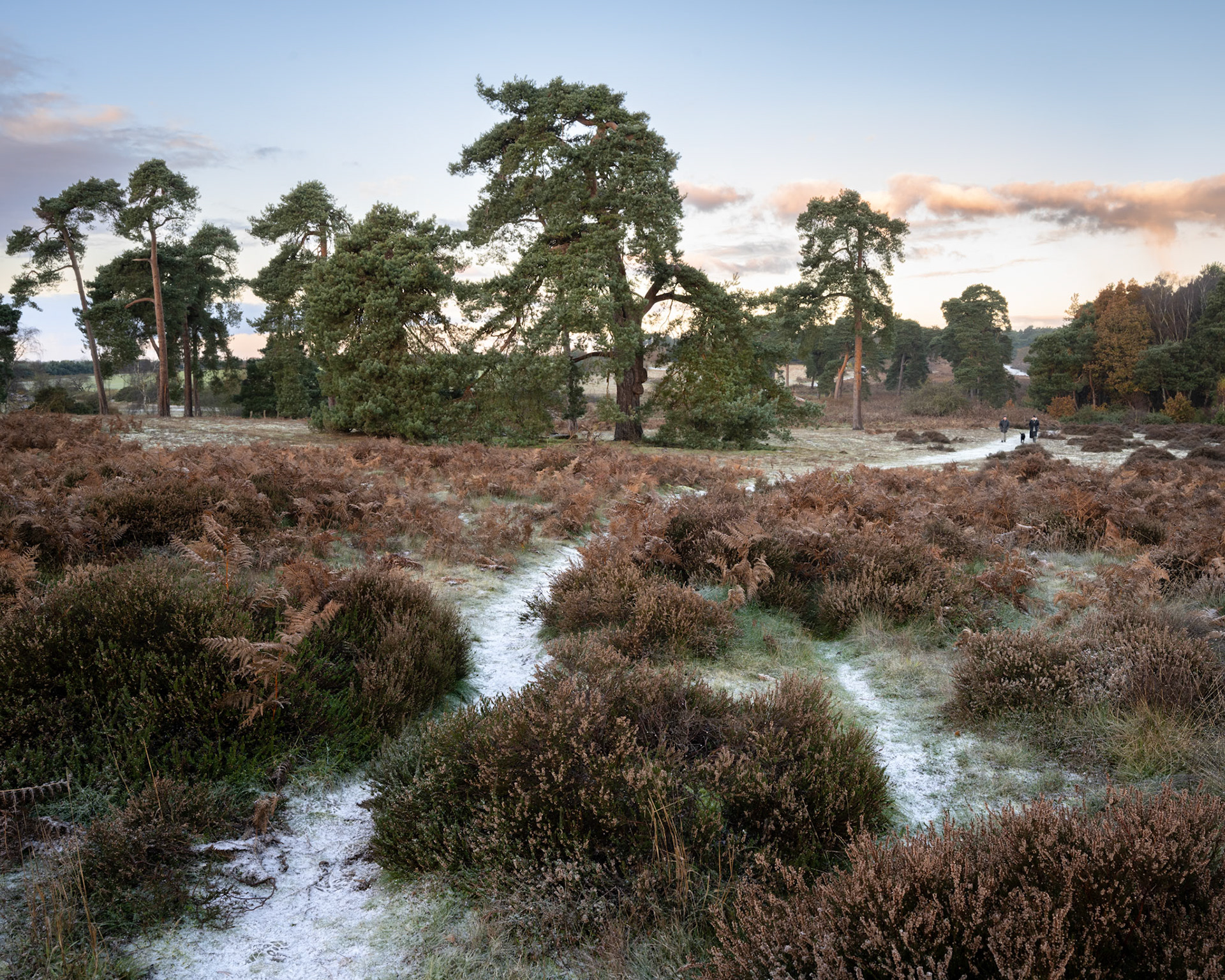 Sutton Heath