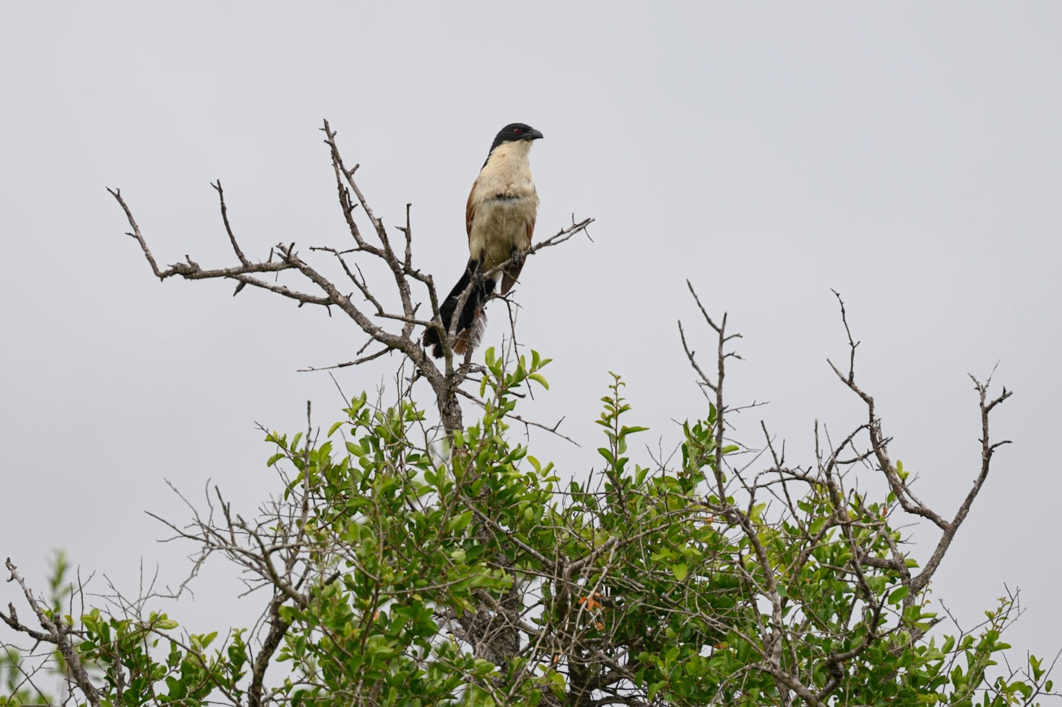 Burchell's Coucal