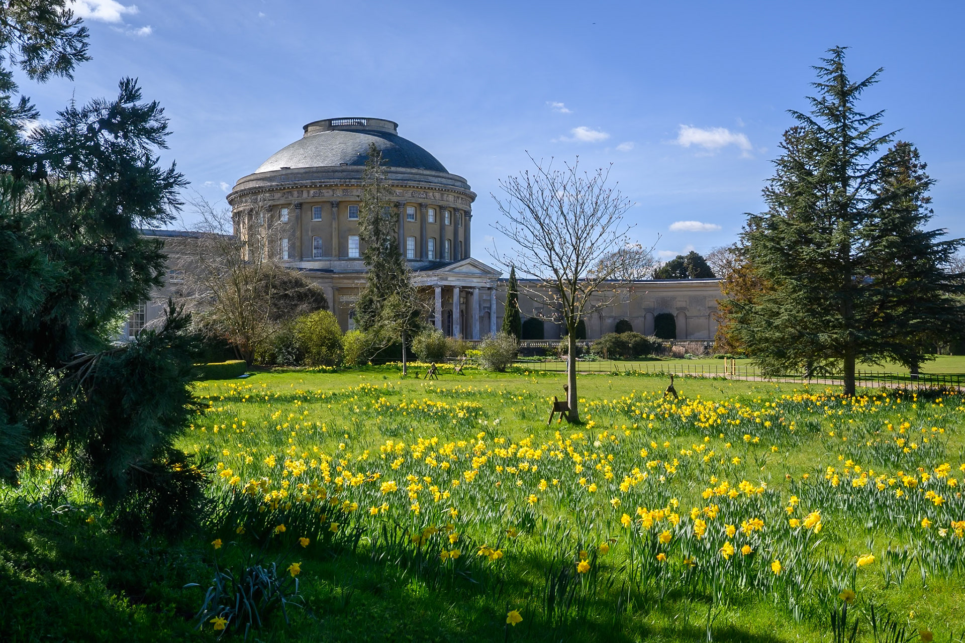 Daffodils at Ickworth House