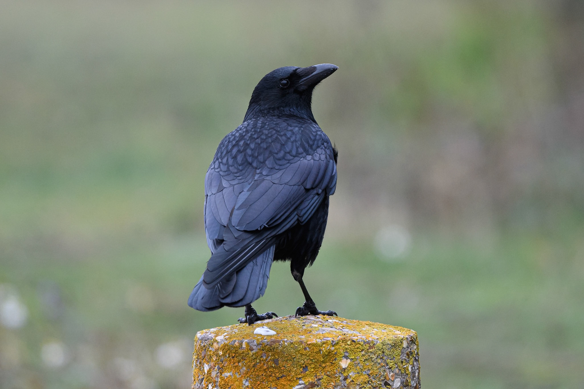 Carrion Crow